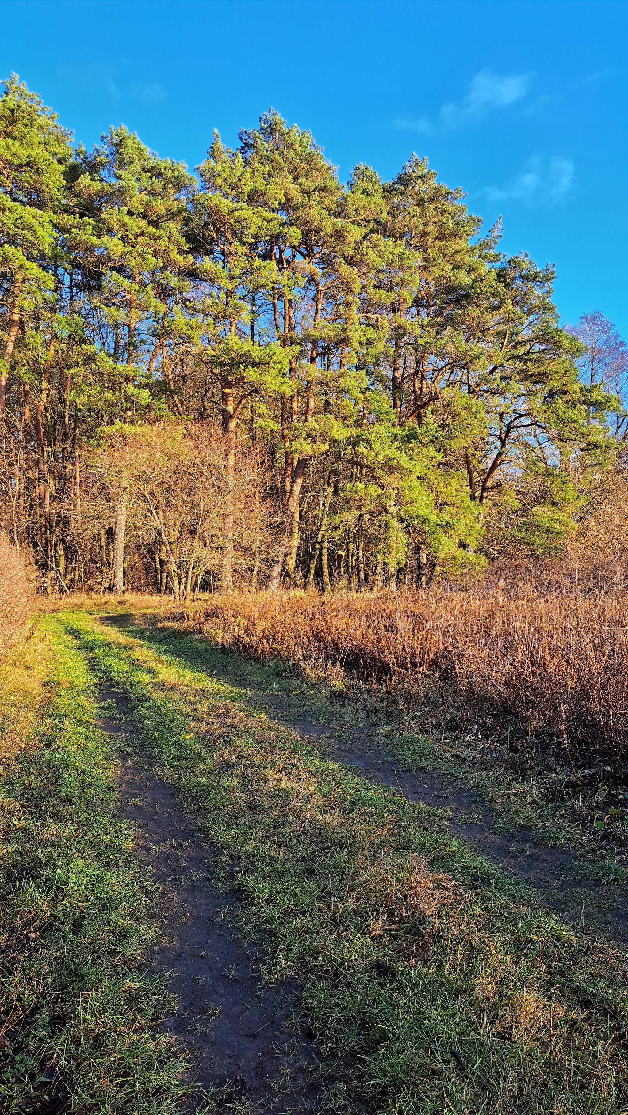 December 17 - Kaliningrad region, Winter, December, Forest, Dog, Nature, Walk, Russia, Longpost