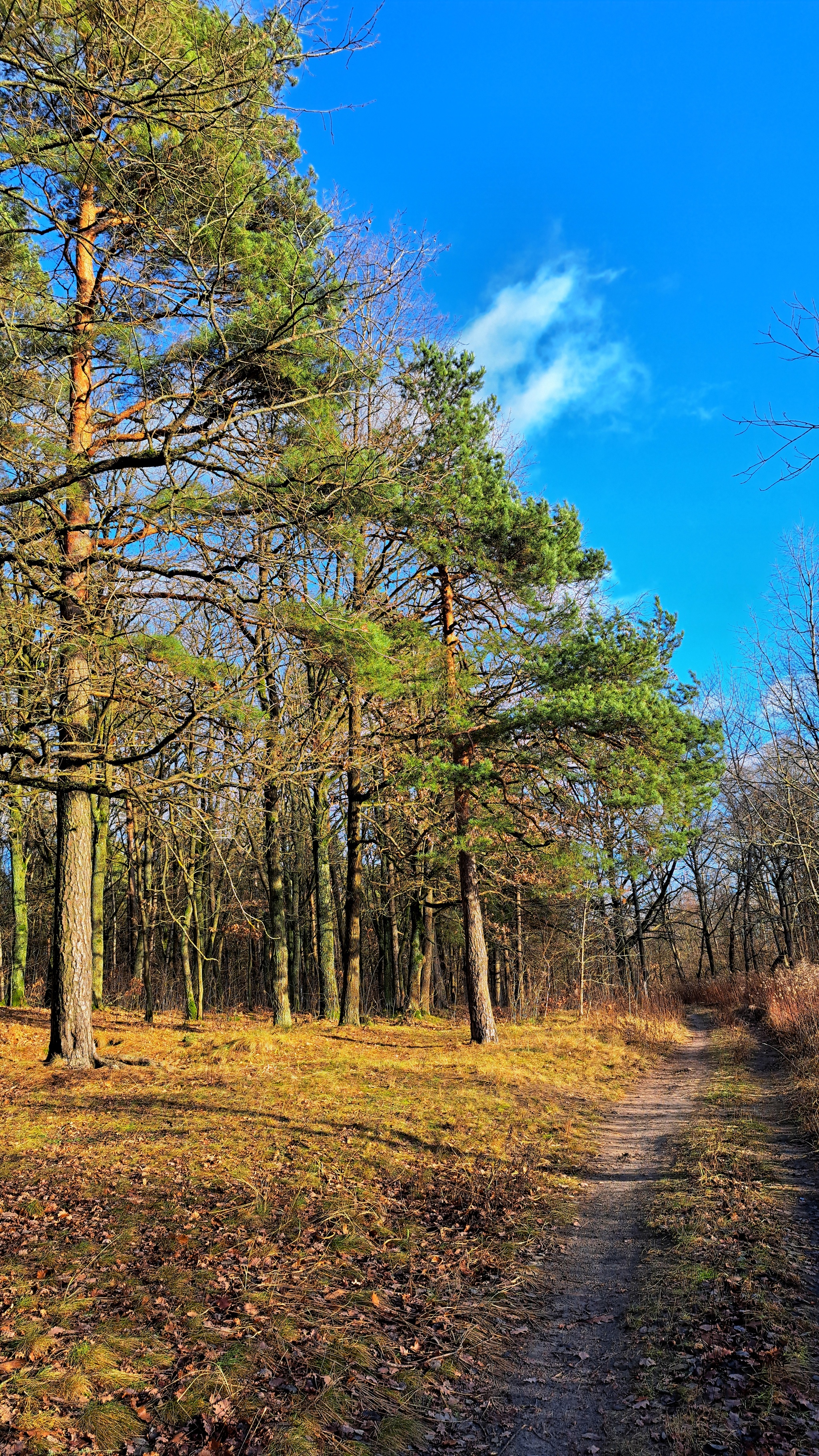 December 17 - Kaliningrad region, Winter, December, Forest, Dog, Nature, Walk, Russia, Longpost