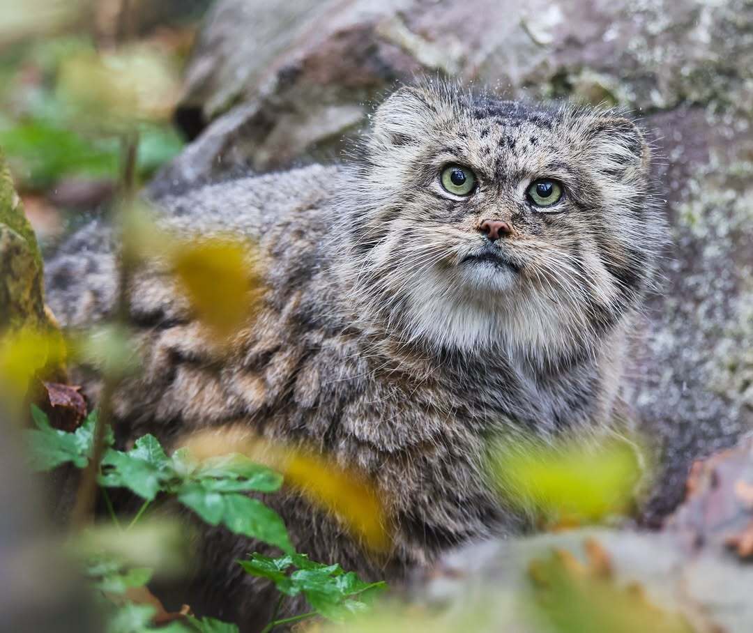 So this is what it means to look at someone with a swear word - Predatory animals, Cat family, Wild animals, Zoo, Pallas' cat, Small cats, The photo