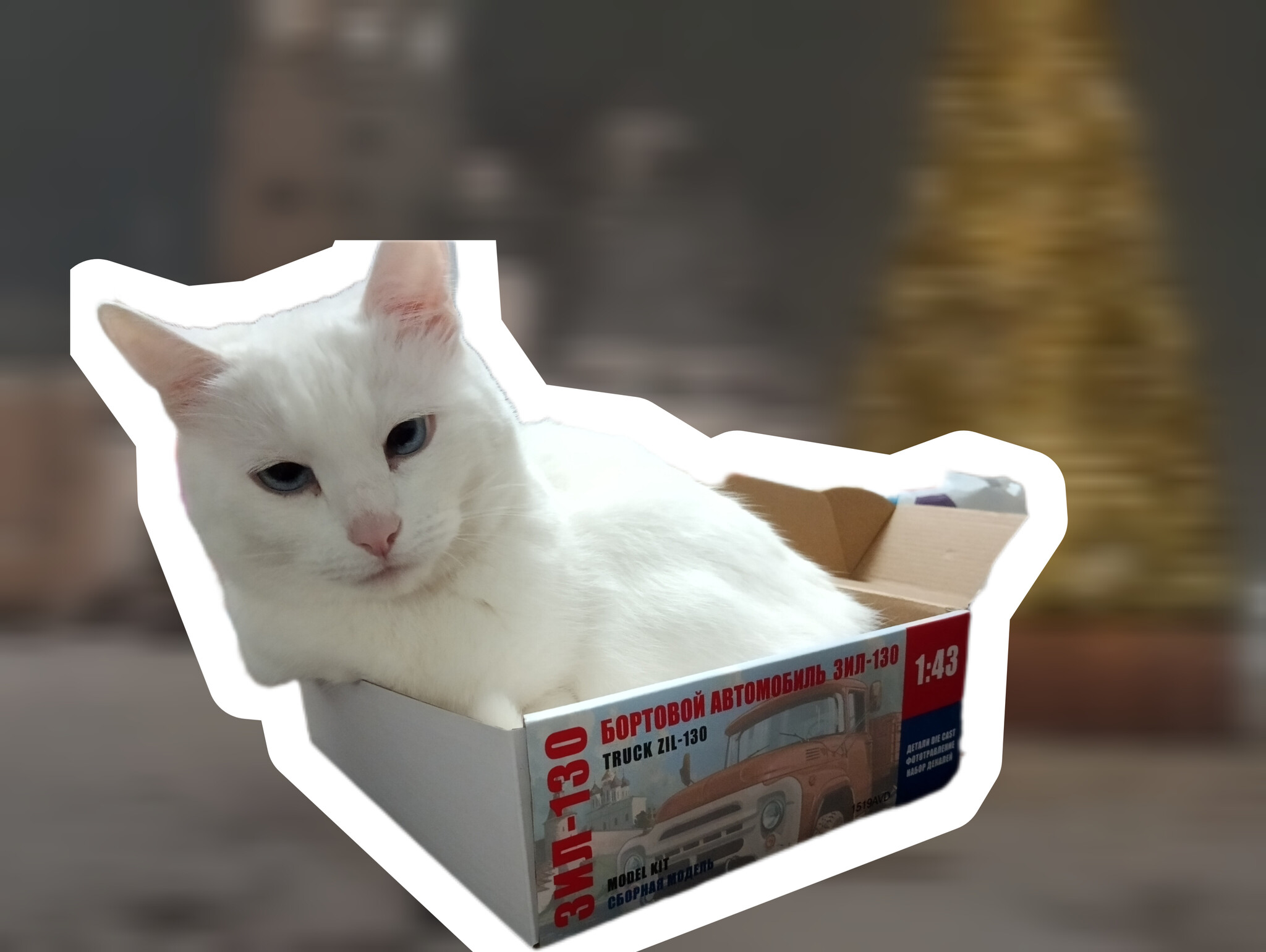 Small but our own - My, cat, Housing problem, Photoshop, Box