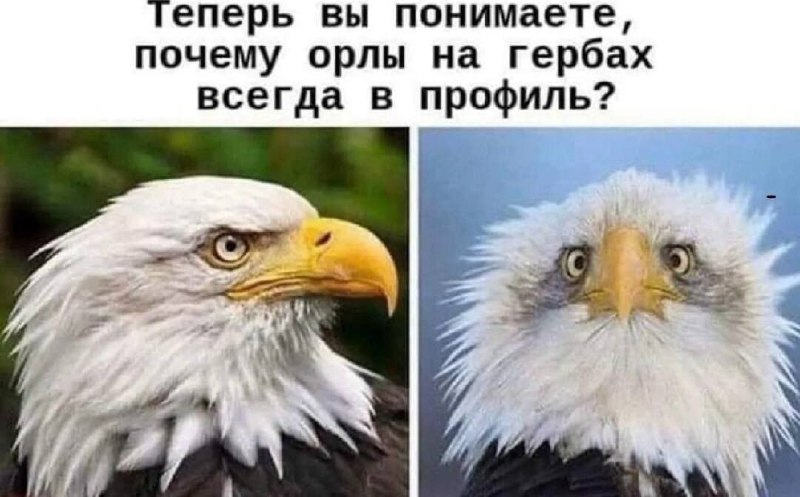 Profile and full face - Humor, Screenshot, Eagle, Profile, Full Face, Picture with text, Telegram (link), Bald eagle, Repeat