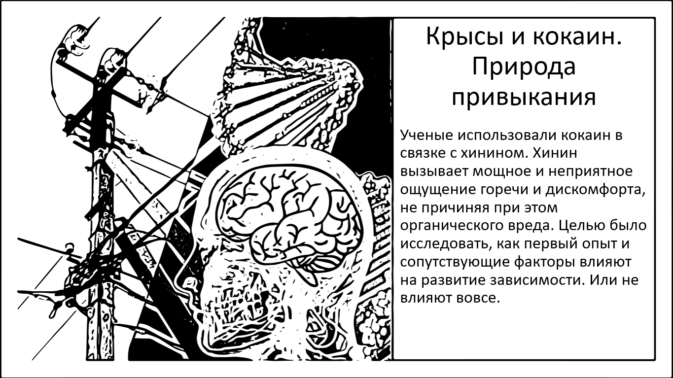 Крысы и кокаин. Первые попытки осветить природу привыкания - Моё, Исследования, Наука, Научпоп, Мозг, Ученые, Кокаин, Зависимость, ЗОЖ, Привыкание, Длиннопост