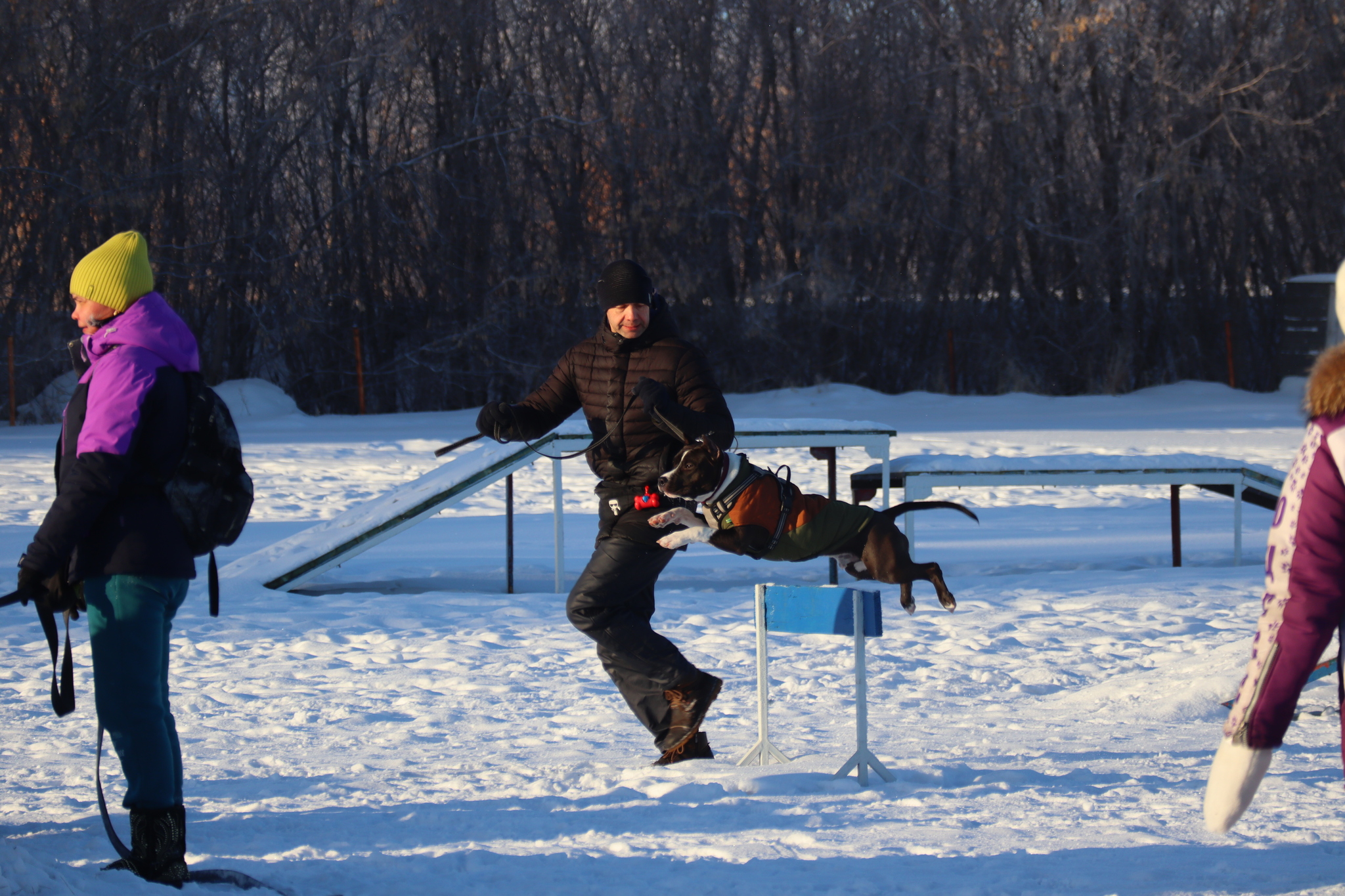 Dog training in Omsk - OCSSSS - Dog, Puppies, Omsk, Training, Г“Г±Г±Г±, Dog breeding