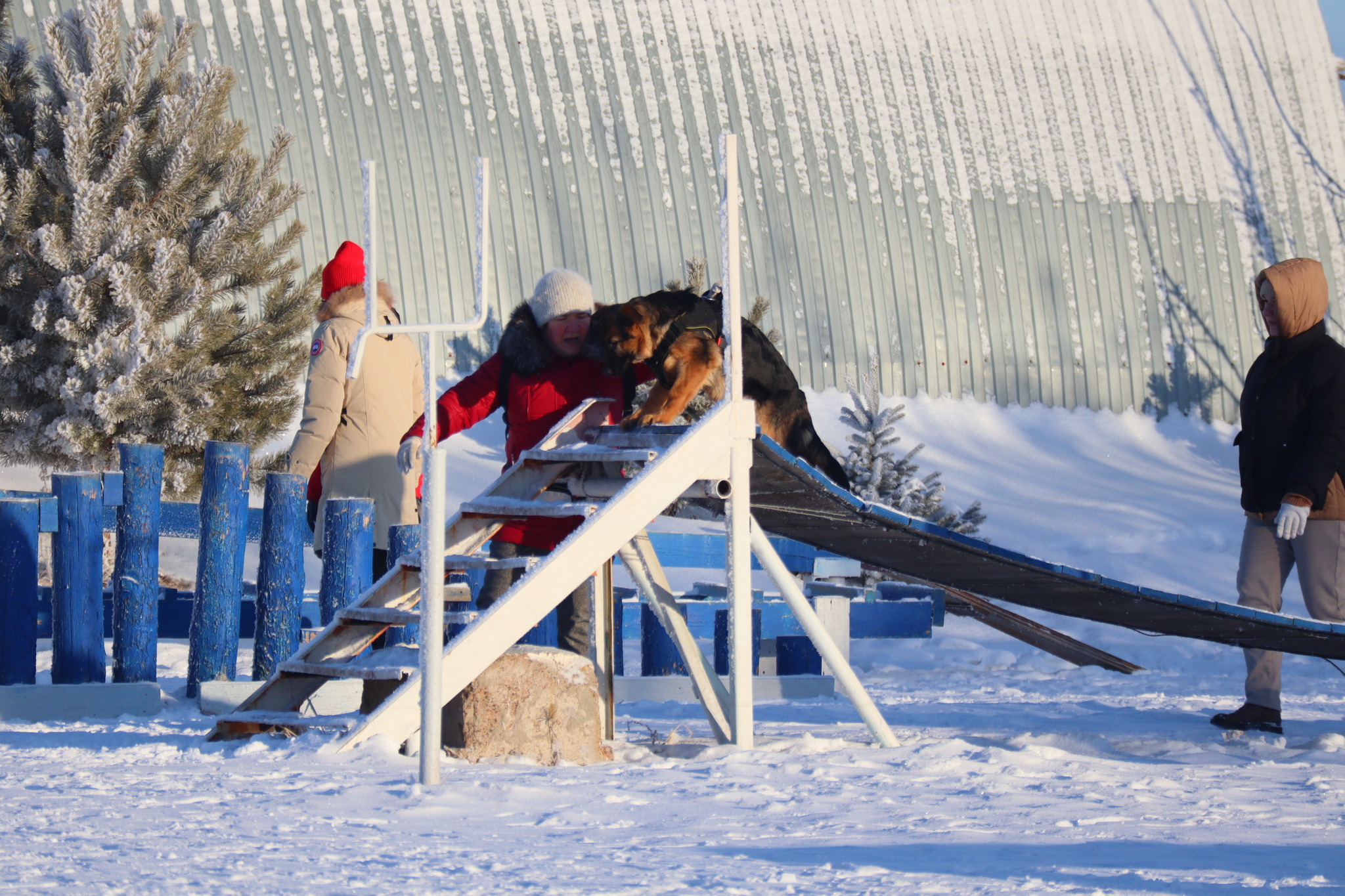 Dog training in Omsk - OCSSSS - Dog, Puppies, Omsk, Training, Г“Г±Г±Г±, Dog breeding