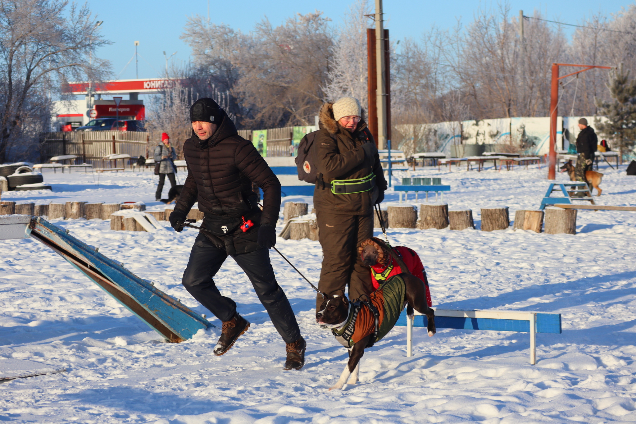 Dog training in Omsk - OCSSSS - Dog, Puppies, Omsk, Training, Г“Г±Г±Г±, Dog breeding