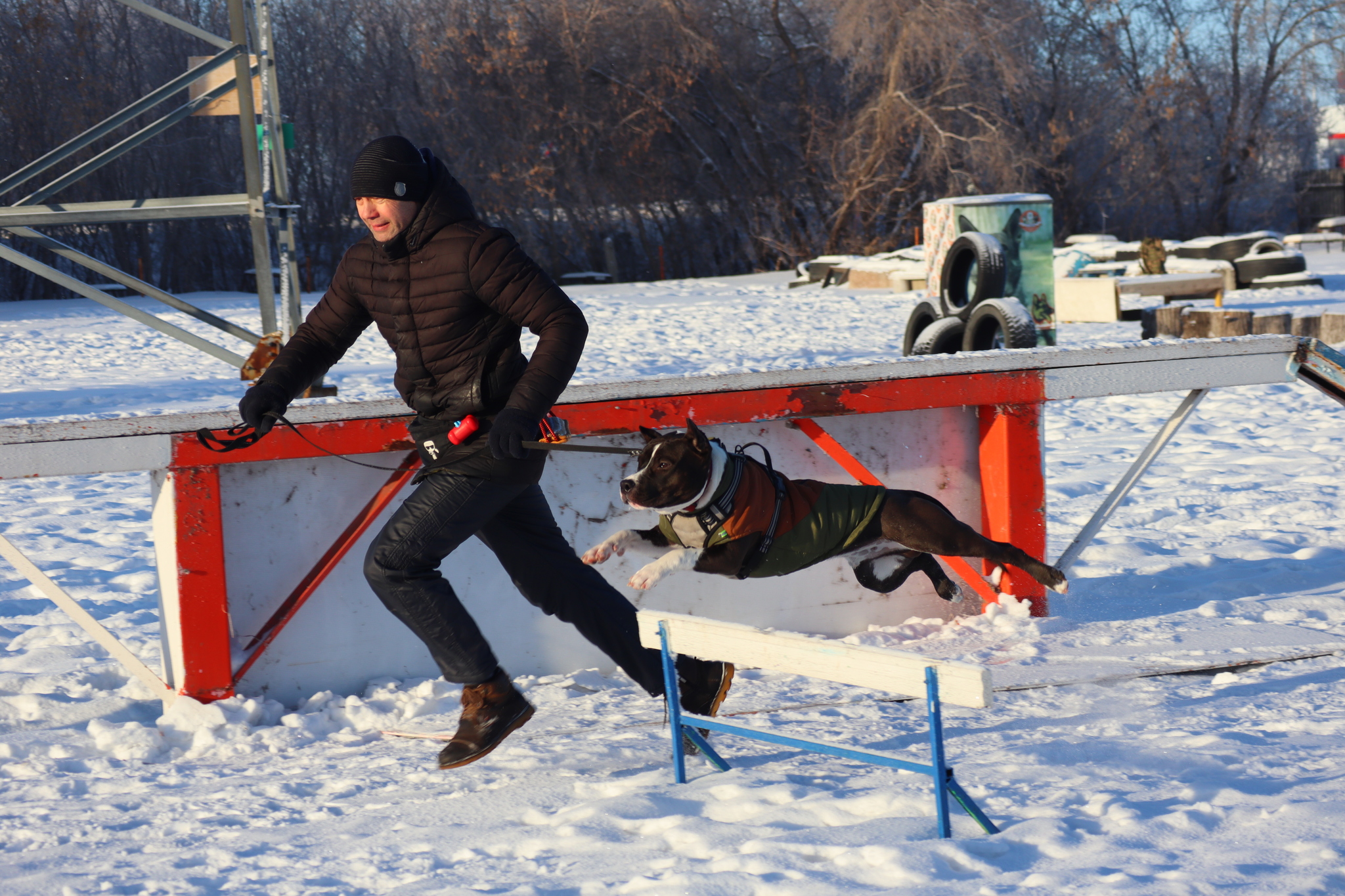 Dog training in Omsk - OCSSSS - Dog, Puppies, Omsk, Training, Г“Г±Г±Г±, Dog breeding