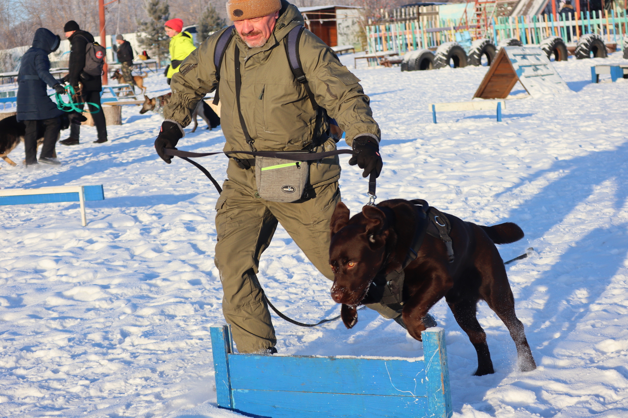 Dog training in Omsk - OCSSSS - Dog, Puppies, Omsk, Training, Г“Г±Г±Г±, Dog breeding