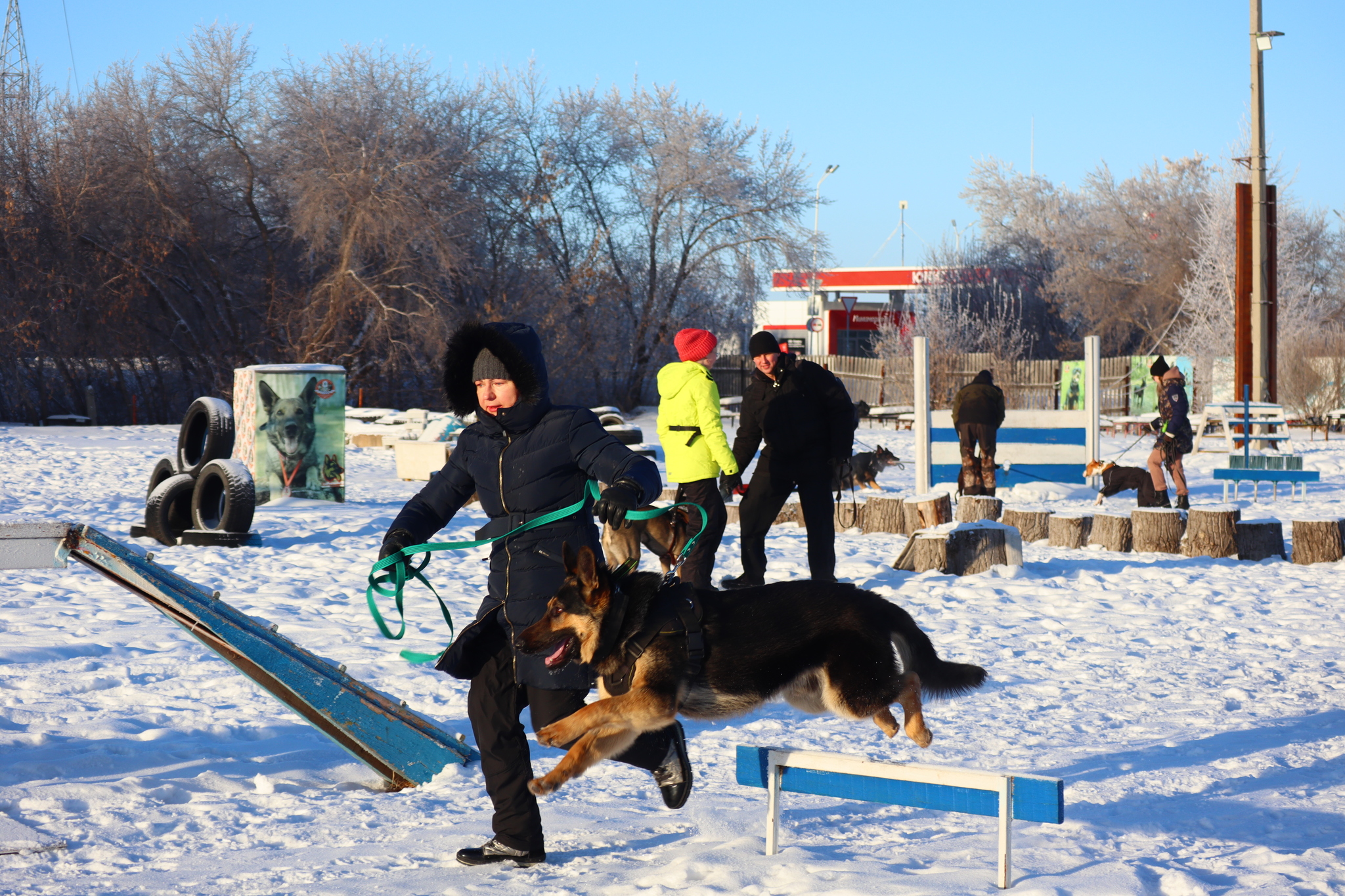 Dog training in Omsk - OCSSSS - Dog, Puppies, Omsk, Training, Г“Г±Г±Г±, Dog breeding