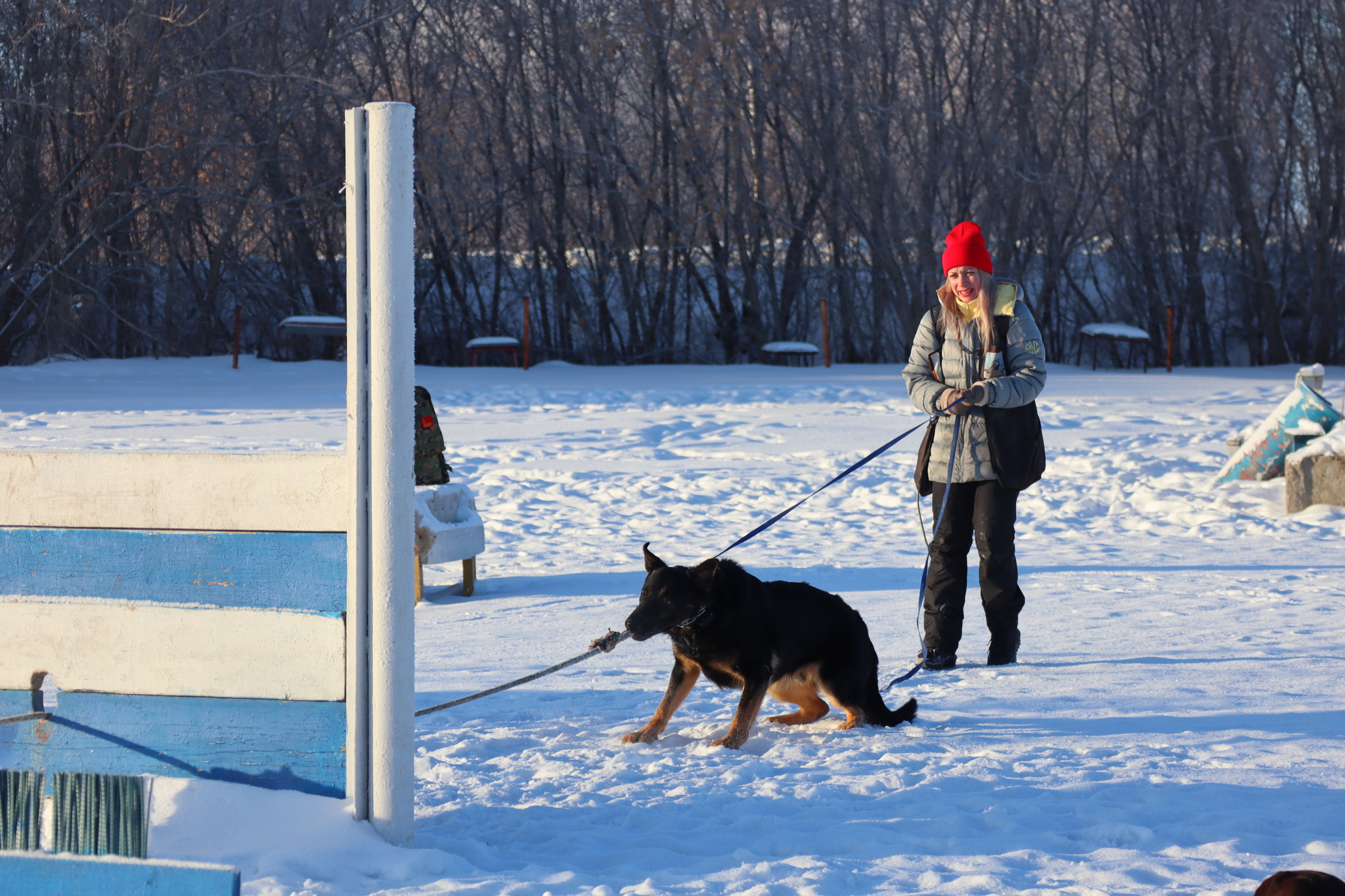 Dog training in Omsk - OCSSSS - Dog, Puppies, Omsk, Training, Г“Г±Г±Г±, Dog breeding