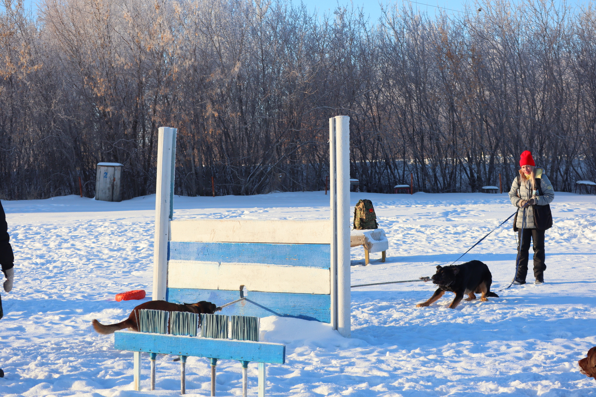 Dog training in Omsk - OCSSSS - Dog, Puppies, Omsk, Training, Г“Г±Г±Г±, Dog breeding