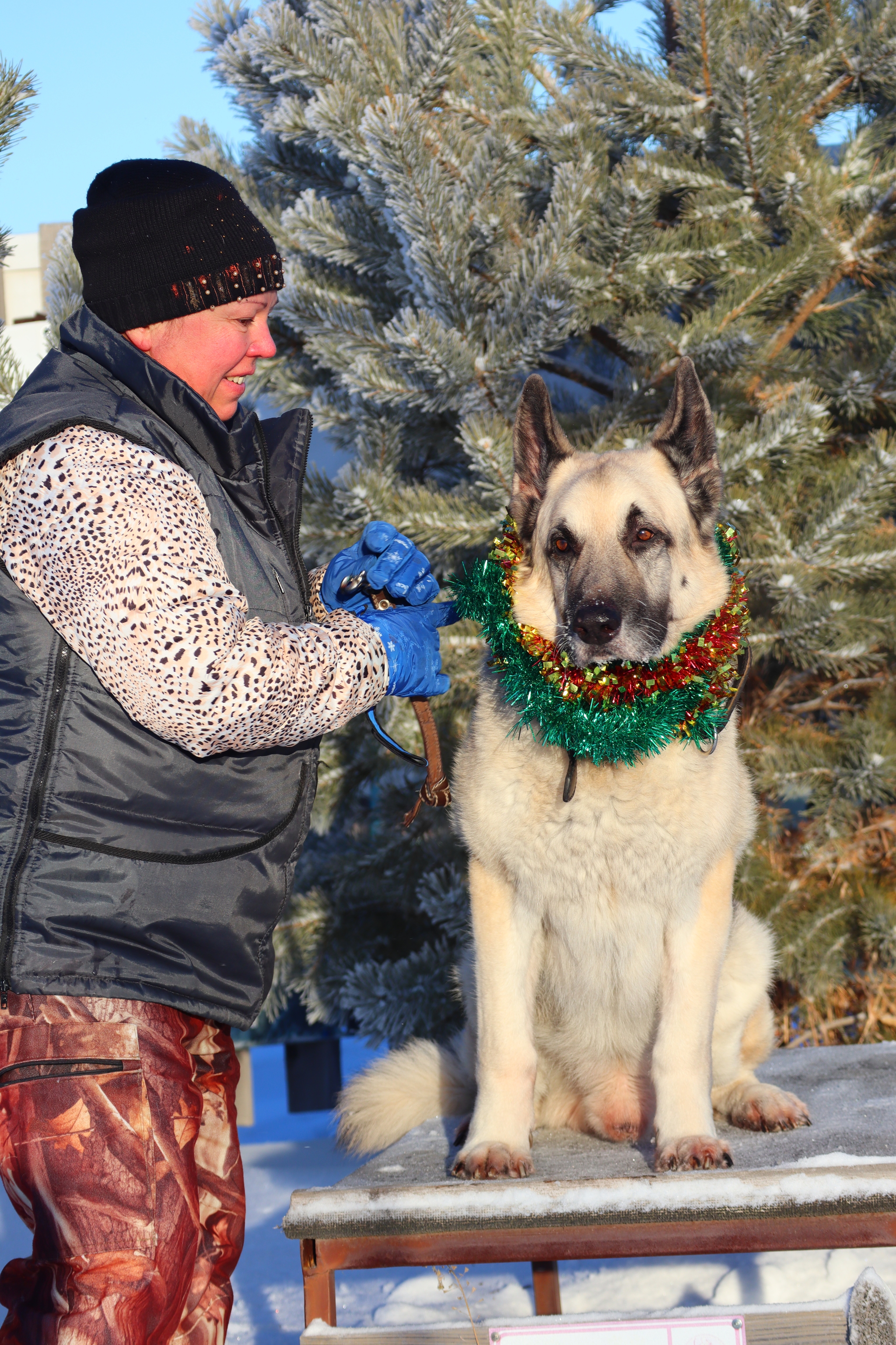 Dog training in Omsk - OCSSSS - Dog, Puppies, Omsk, Training, Г“Г±Г±Г±, Dog breeding