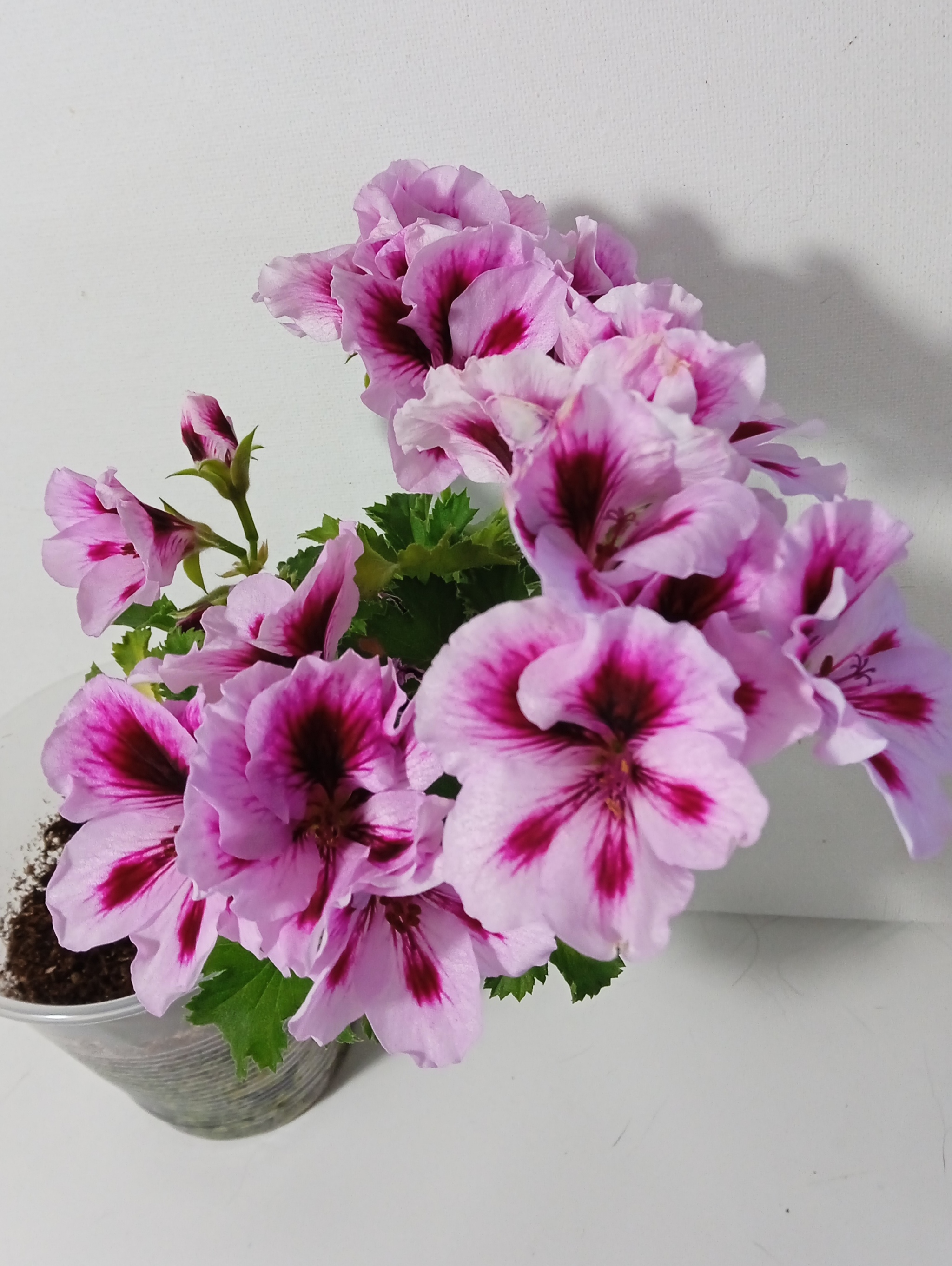 The rooted cutting of geranium has blossomed - My, Flowers, Pelargonium, Geranium, Houseplants, Bloom