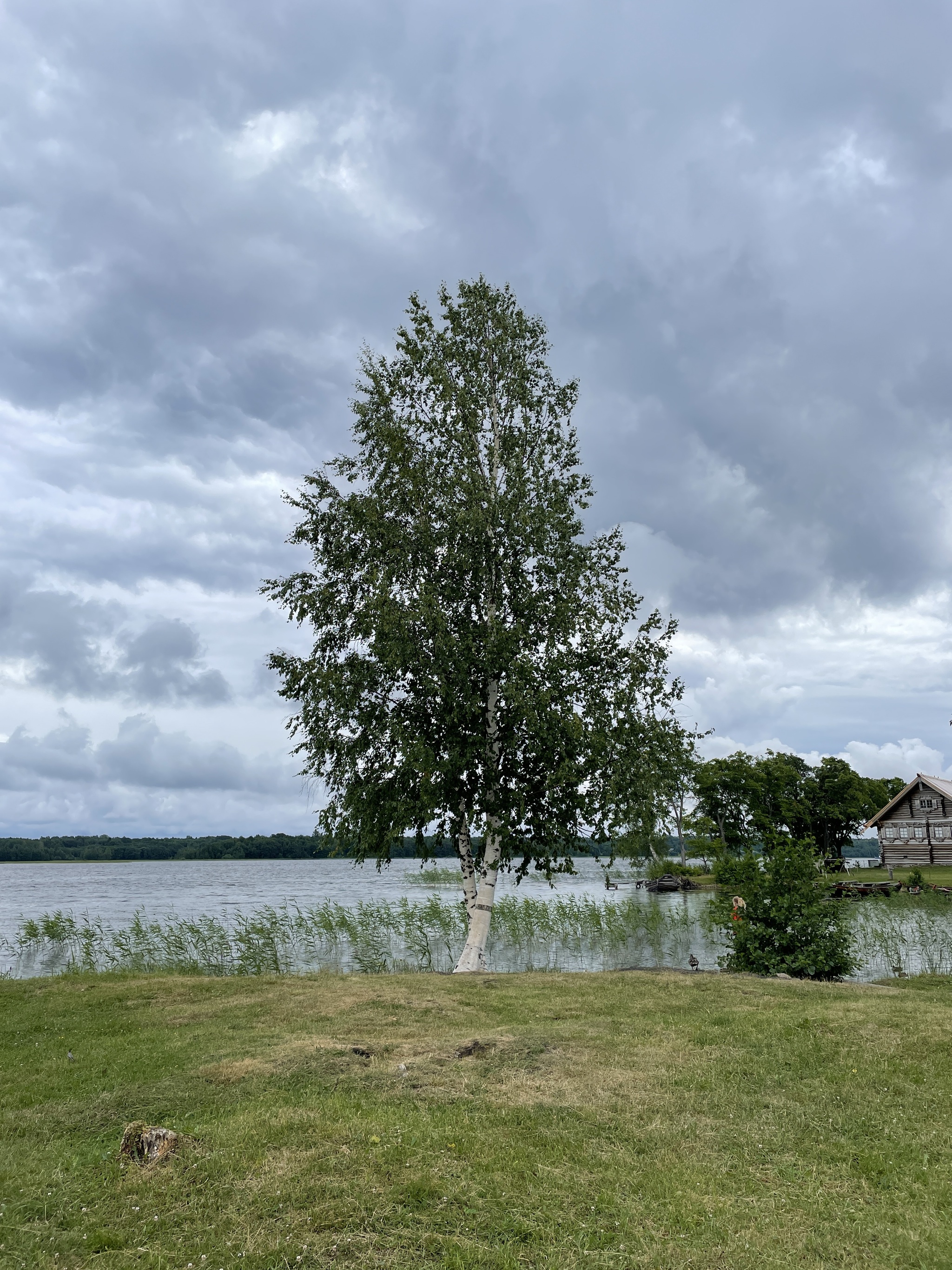 And the birch tree stands in complete silence... - My, The photo, Nature, Village, Longpost