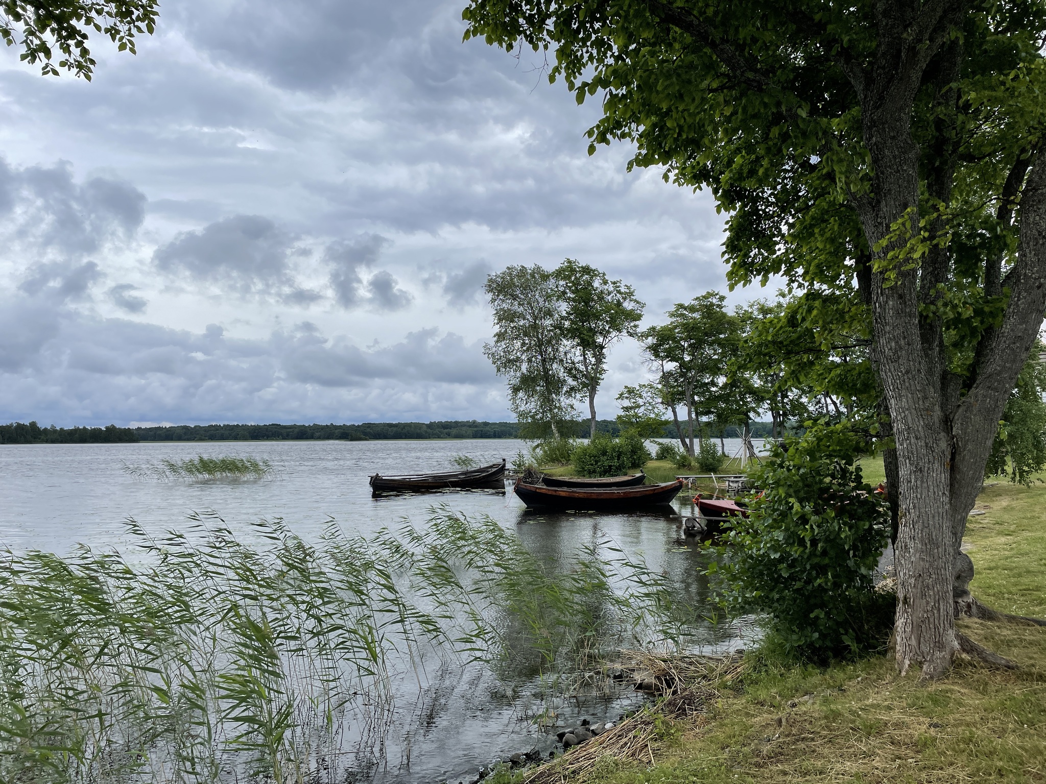 And the birch tree stands in complete silence... - My, The photo, Nature, Village, Longpost