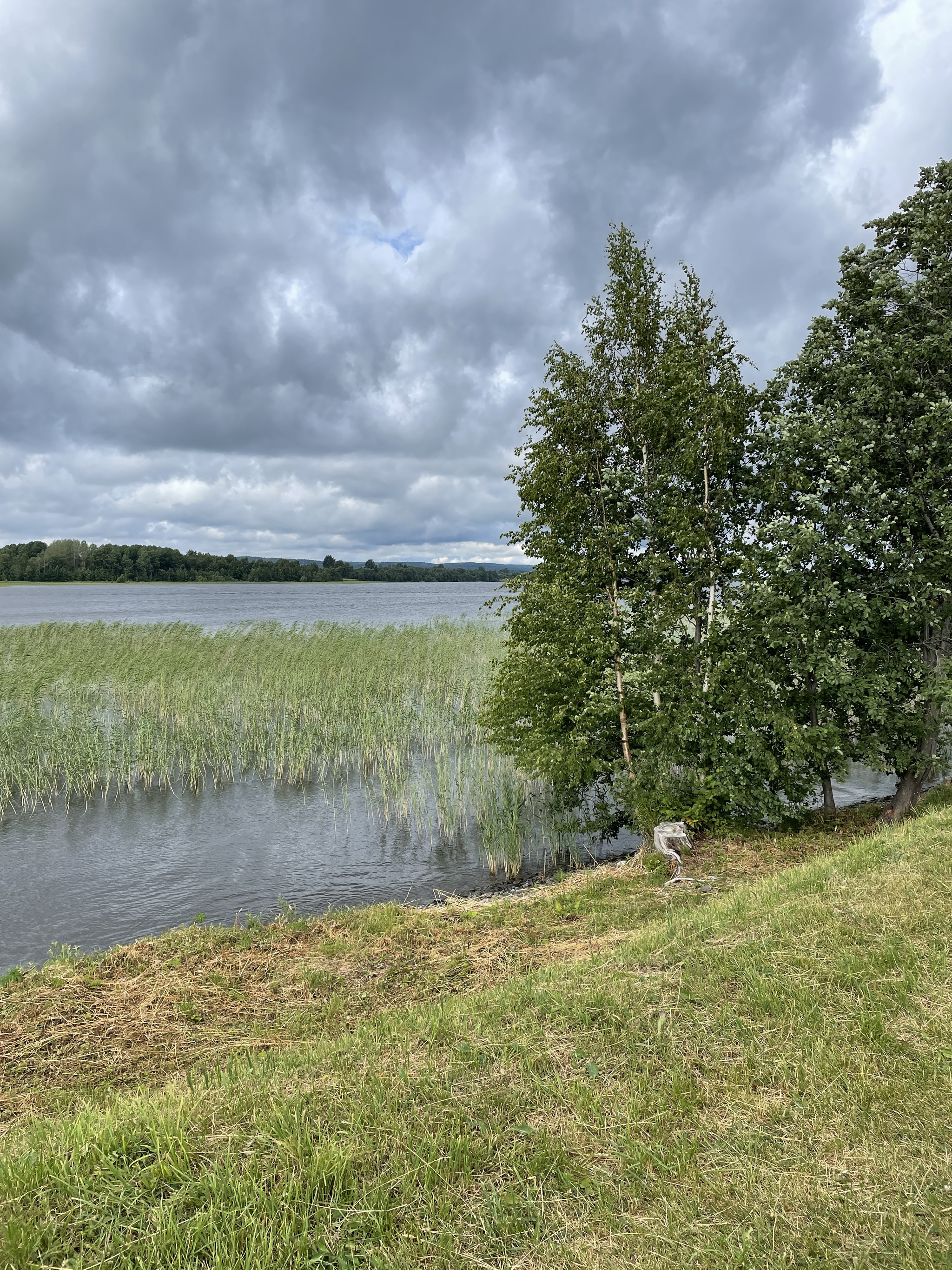 And the birch tree stands in complete silence... - My, The photo, Nature, Village, Longpost