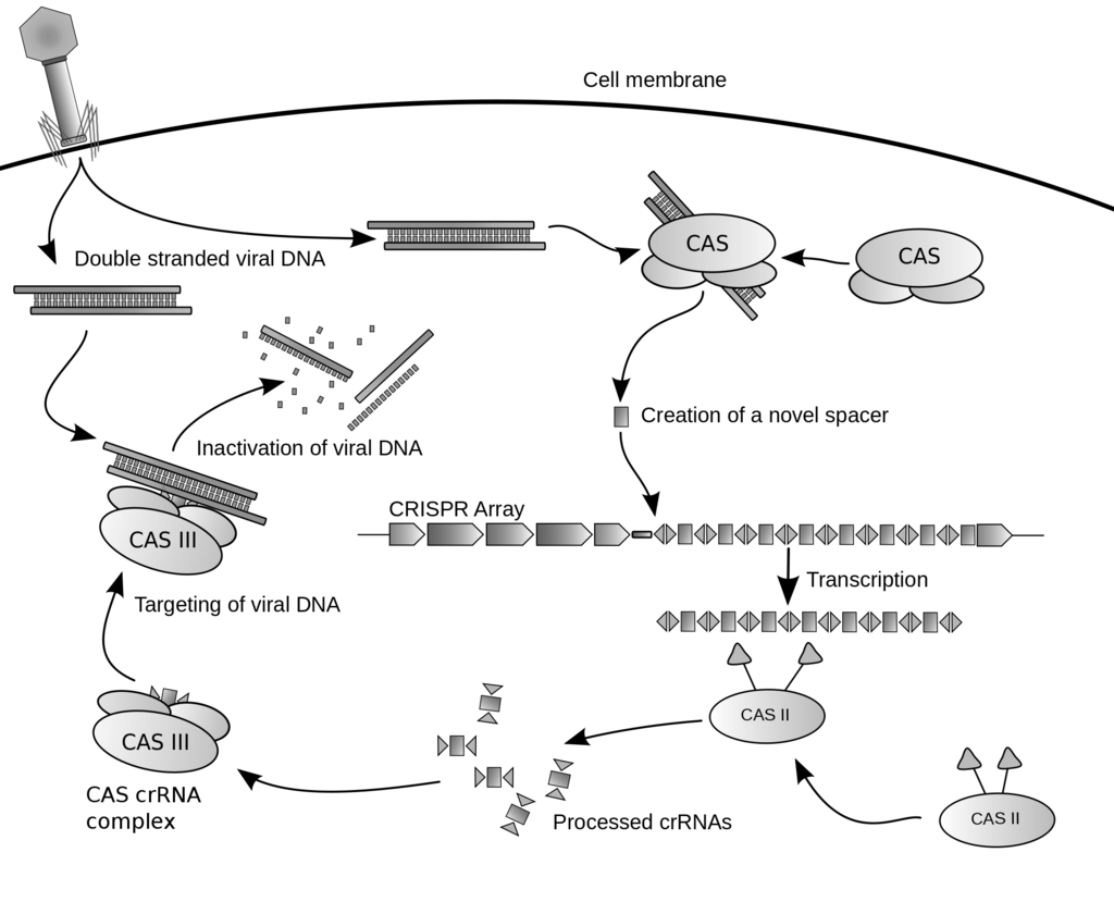 The Most Important Discovery of Biology in the 20th Century: Genetic Scissors - My, The science, Nauchpop, Longpost