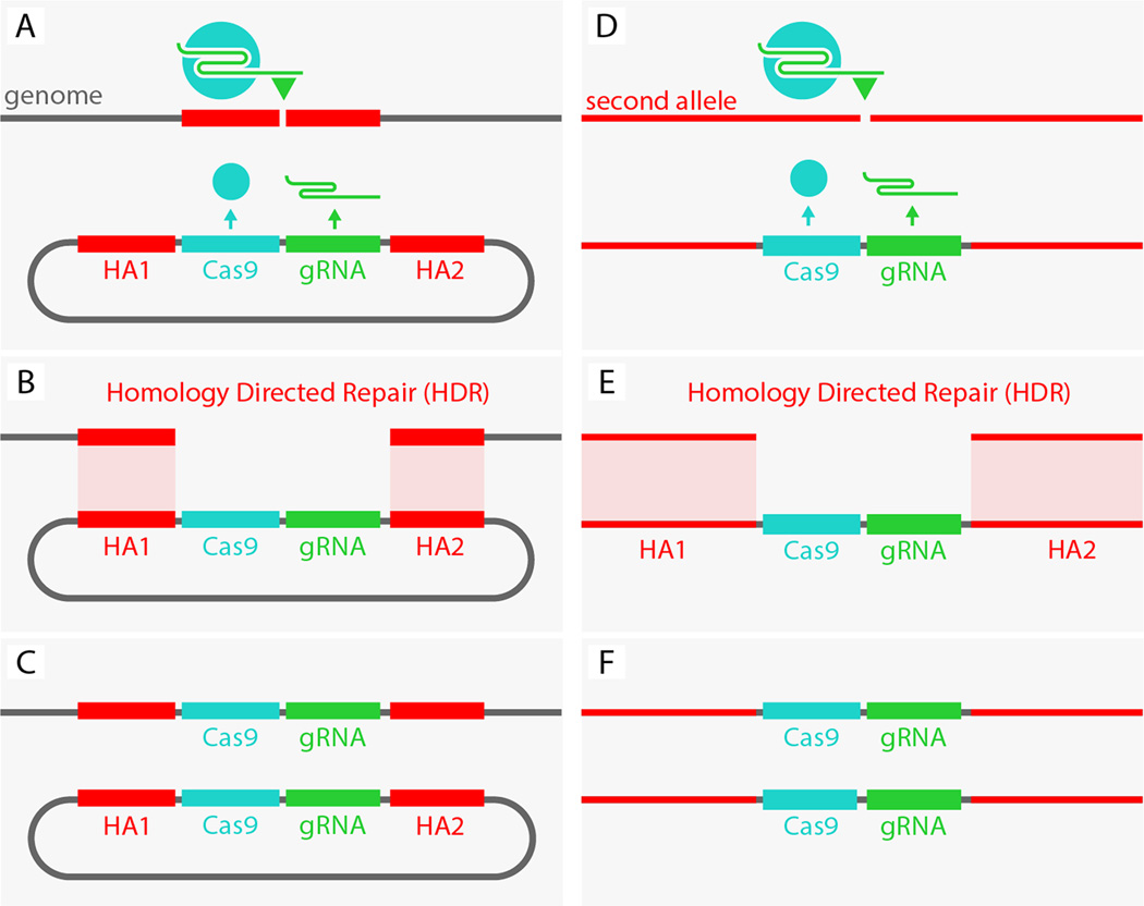 The Most Important Discovery of Biology in the 20th Century: Genetic Scissors - My, The science, Nauchpop, Longpost