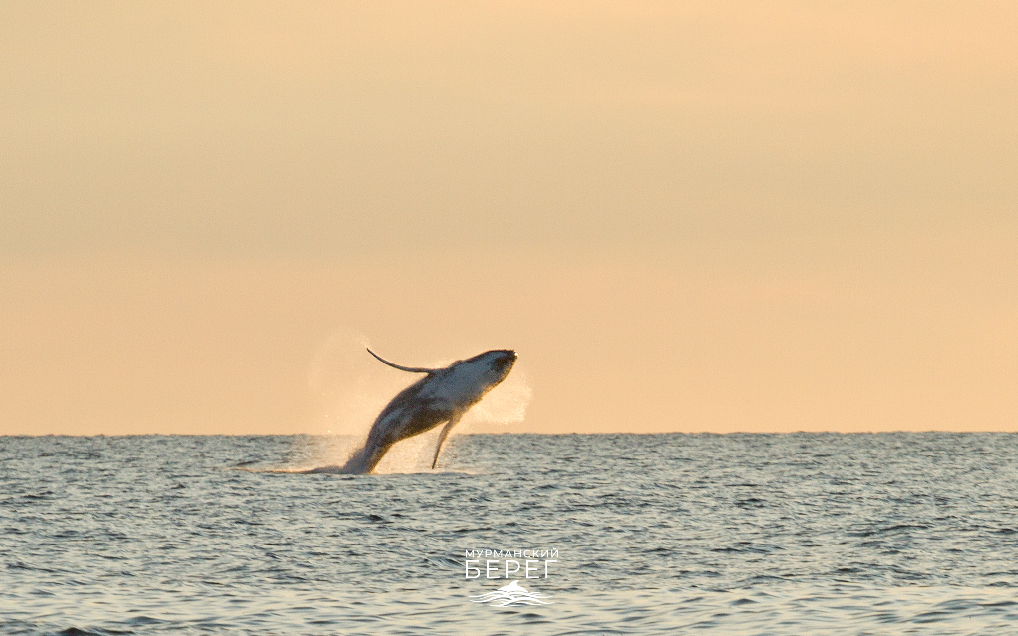 Night, sea, flying whale - My, Murmansk, Teriberka, Sea, Whale, Ocean, Beach, A boat, Humpback whale