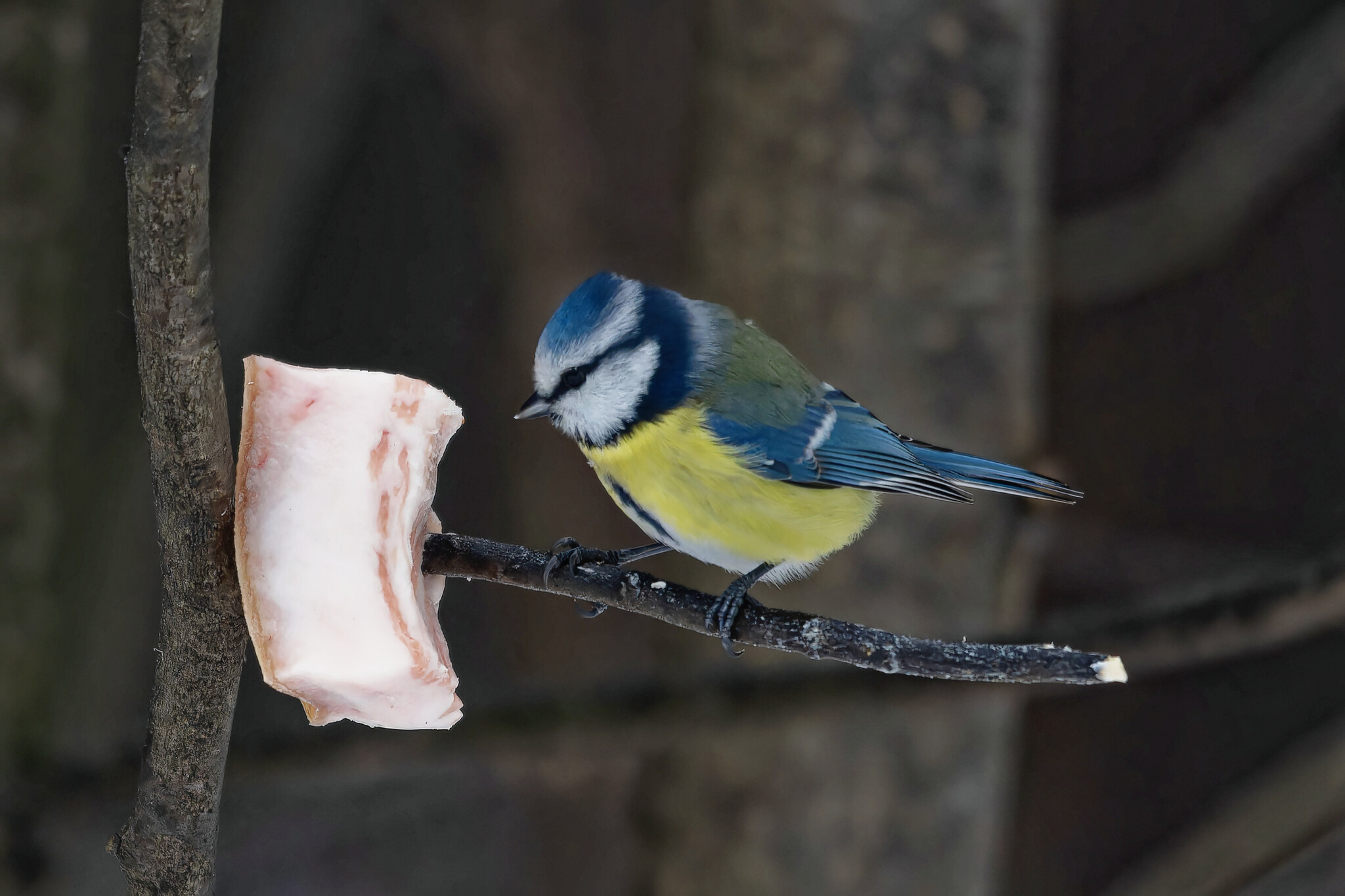 My darling - My, Photo hunting, The nature of Russia, Birds, Nature, Forest, Winter, Hobby, December, Bird watching, Ornithology League