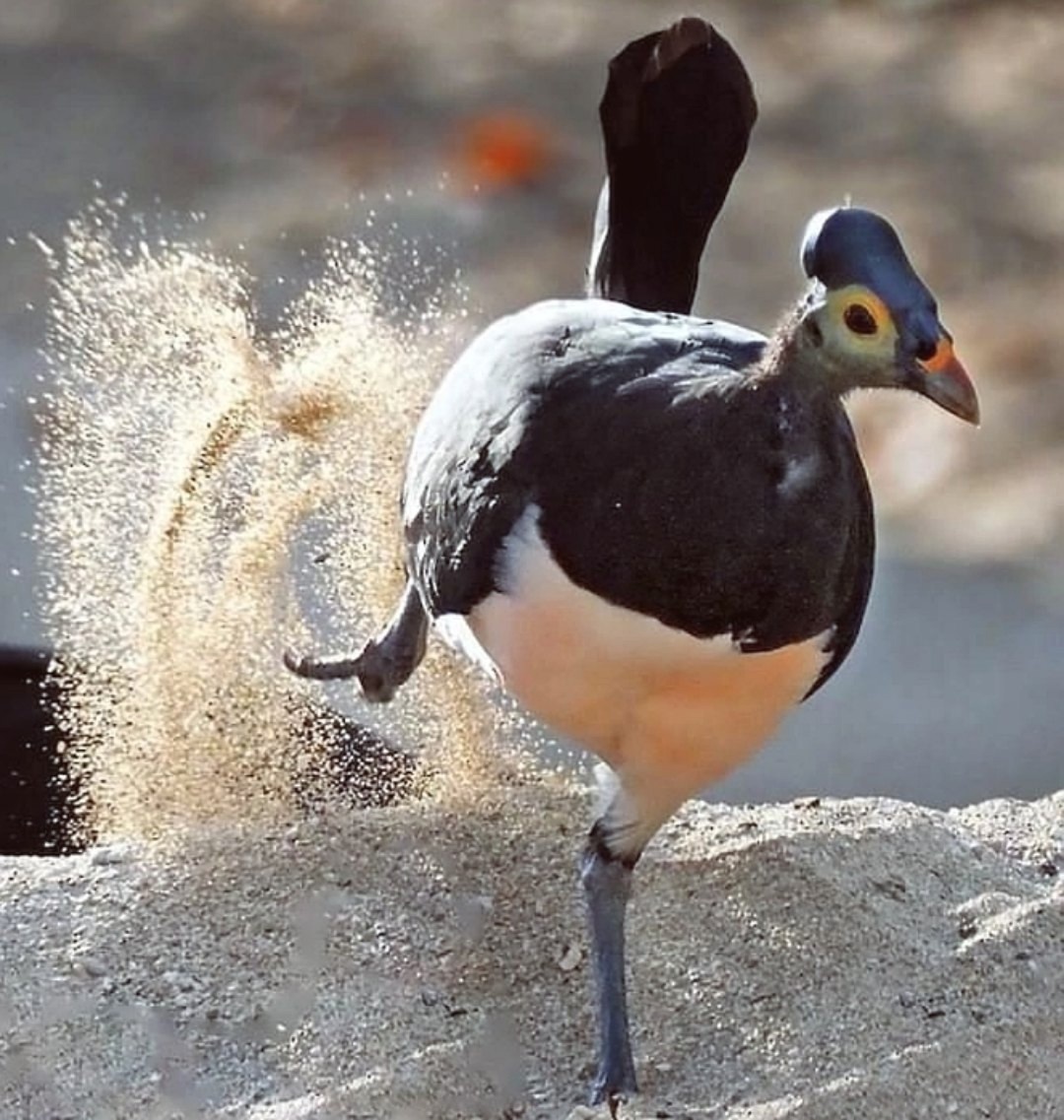 The Bird That Radically Solved Gender Controversies (Don't Do This) - My, Nauchpop, The science, Biology, Ornithology, Birds