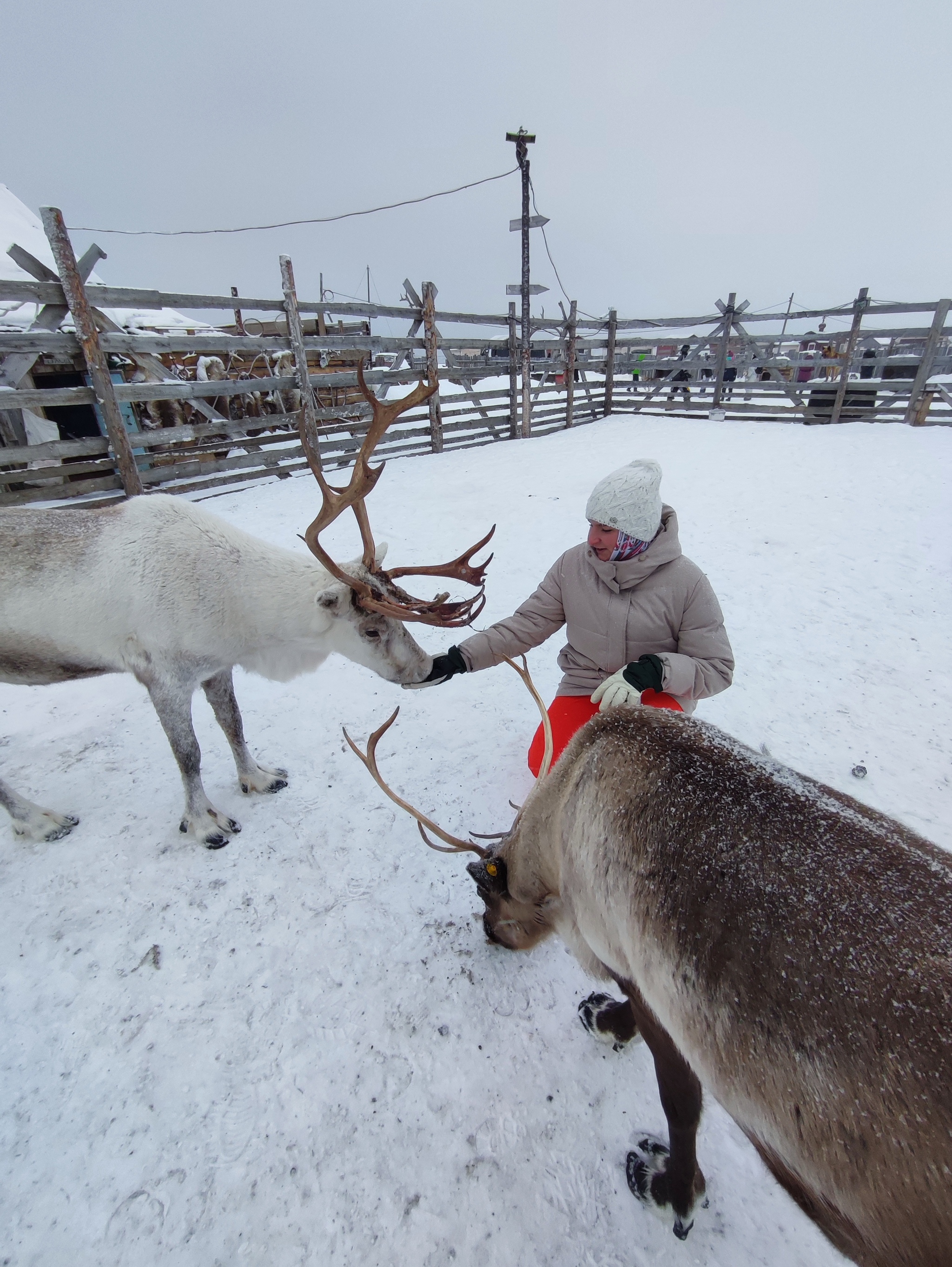 Teriberka. Journey to the End of the Earth - My, Teriberka, Polar Lights, Kola Peninsula, Murmansk region, Travels, Reindeer, Husky, Scallop, King crab, Sea urchin, Far North, Longpost