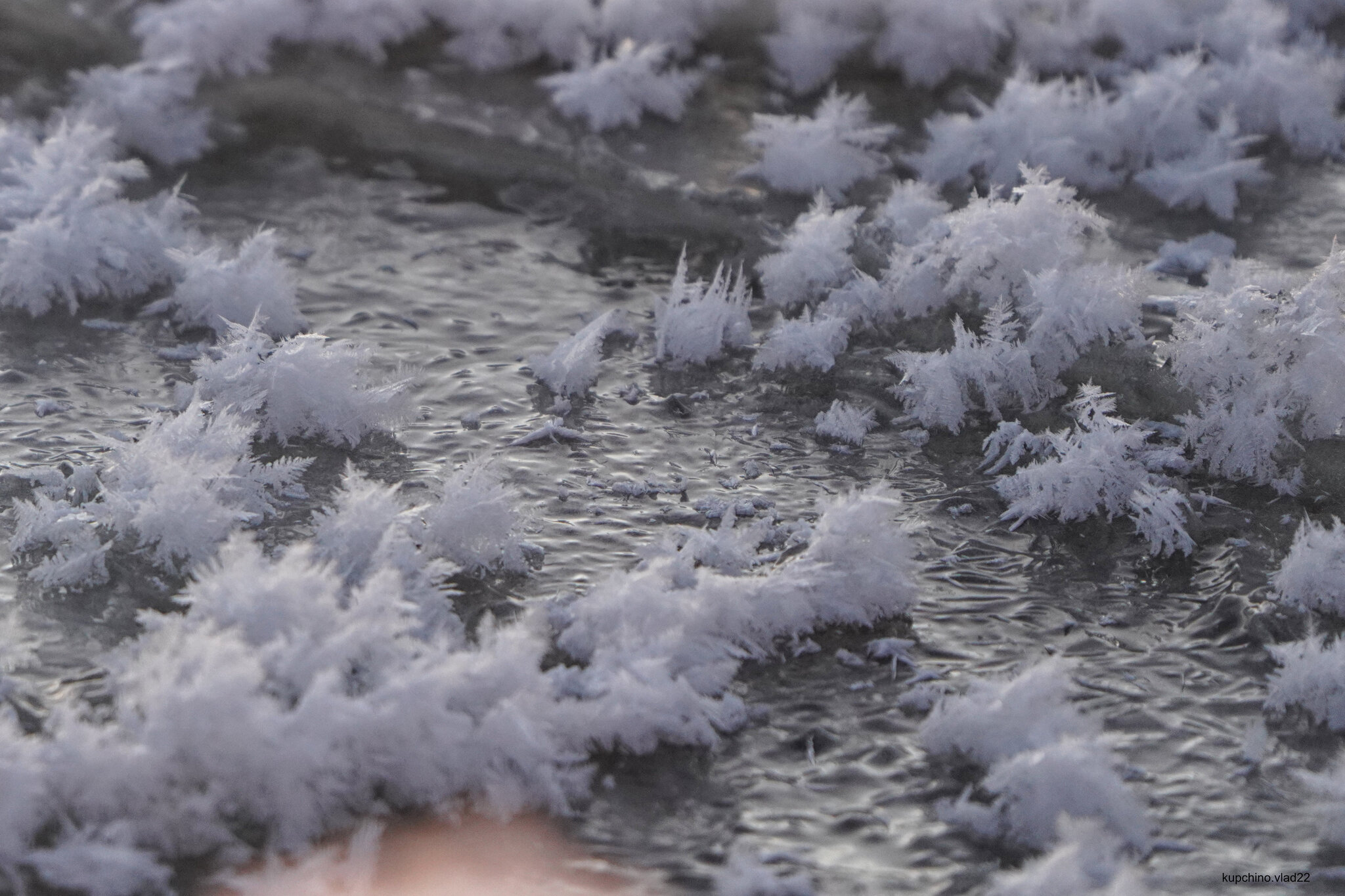 Ice flowers on the Gulf of Finland. December 2024 - My, The photo, Saint Petersburg, Sunset, The Gulf of Finland, Longpost