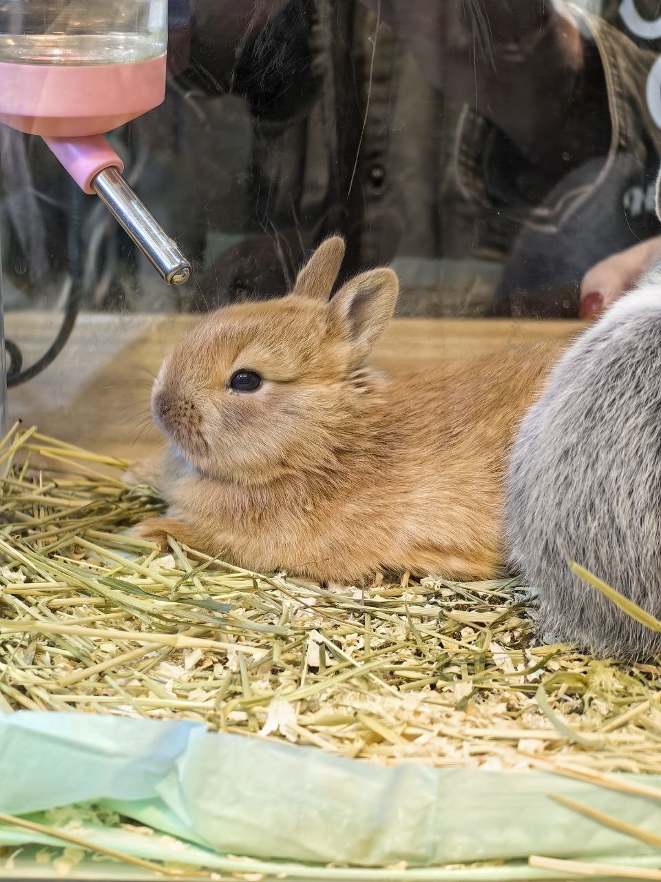 WELL, CATS ARE OKAY, BUT WHAT ABOUT RABBITS? - Rabbit, Animals, The photo