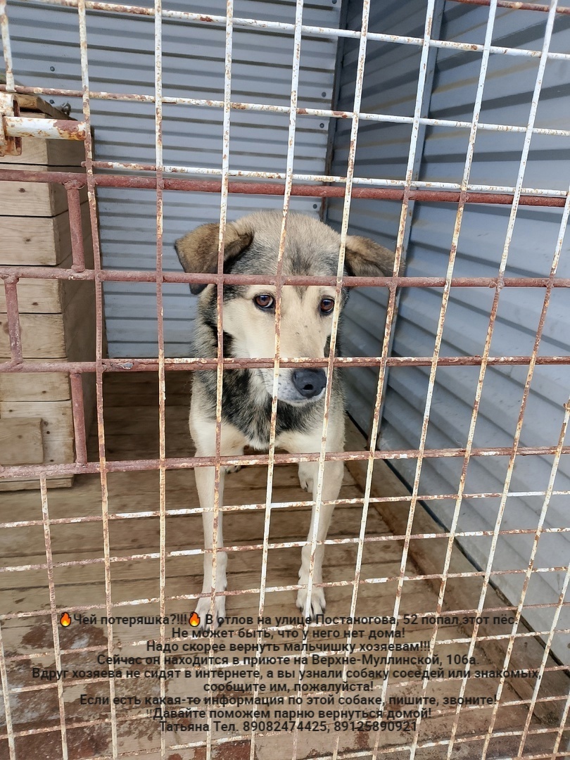 Whose lost animals?!!! All dogs are in the Perm MP catching department - Homeless animals, Volunteering, Overexposure, In good hands, Dog, Lost, Shelter, Kindness, Permian, Care, Longpost, Found a dog