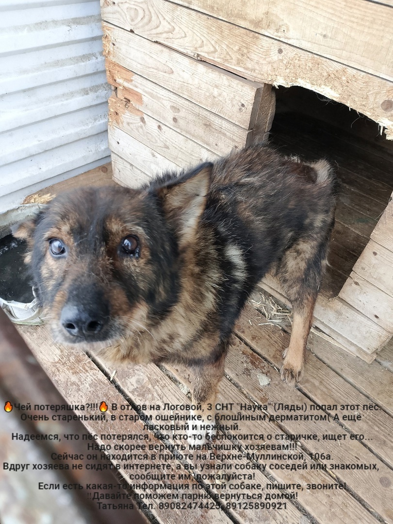 Whose lost animals?!!! All dogs are in the Perm MP catching department - Homeless animals, Volunteering, Overexposure, In good hands, Dog, Lost, Shelter, Kindness, Permian, Care, Longpost, Found a dog