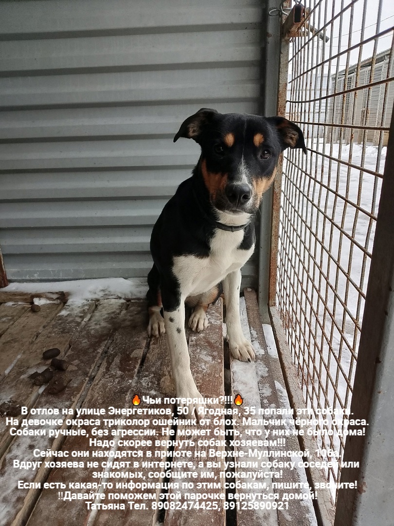 Whose lost animals?!!! All dogs are in the Perm MP catching department - Homeless animals, Volunteering, Overexposure, In good hands, Dog, Lost, Shelter, Kindness, Permian, Care, Longpost, Found a dog