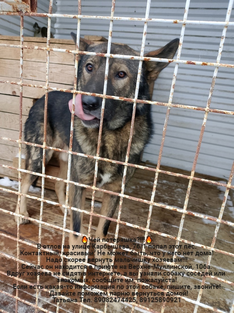 Whose lost animals?!!! All dogs are in the Perm MP catching department - Homeless animals, Volunteering, Overexposure, In good hands, Dog, Lost, Shelter, Kindness, Permian, Care, Longpost, Found a dog