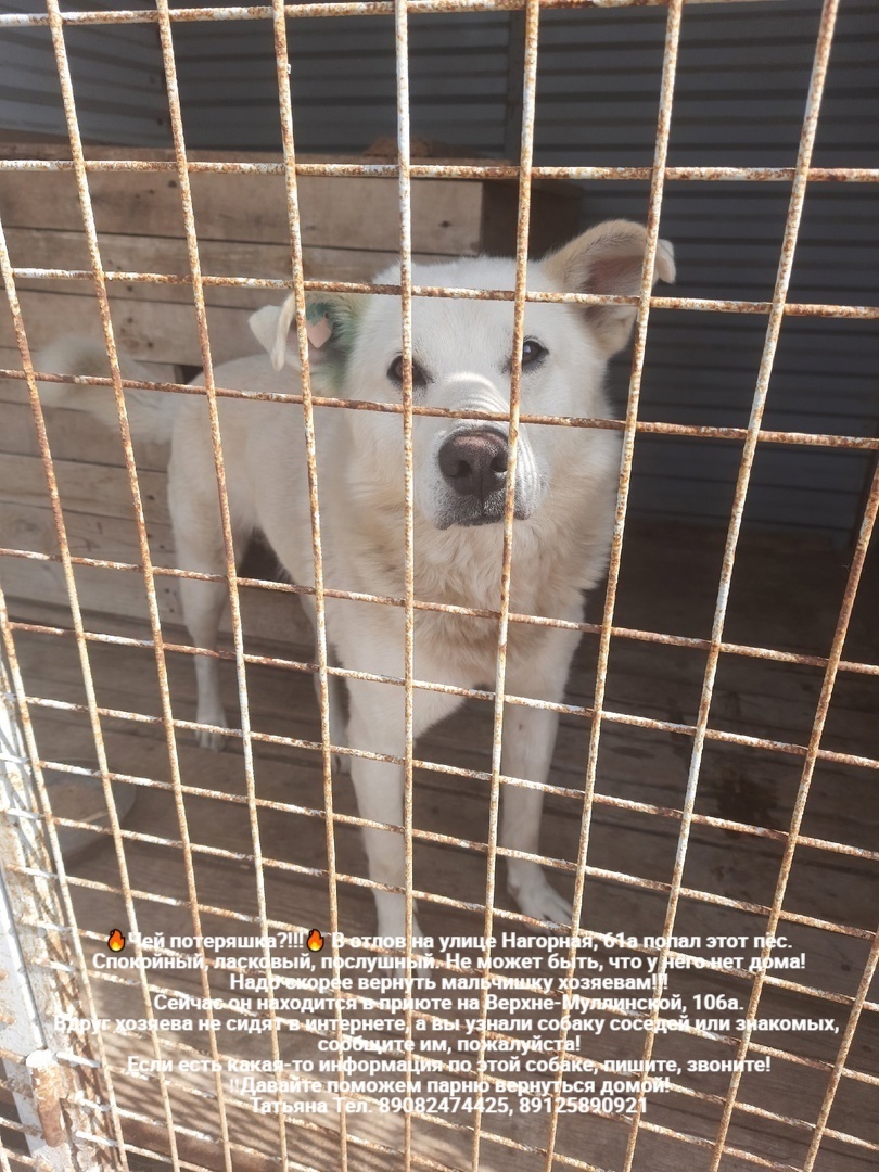 Whose lost animals?!!! All dogs are in the Perm MP catching department - Homeless animals, Volunteering, Overexposure, In good hands, Dog, Lost, Shelter, Kindness, Permian, Care, Longpost, Found a dog