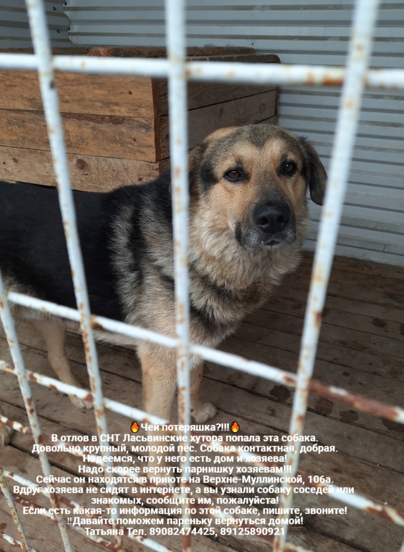 Whose lost animals?!!! All dogs are in the Perm MP catching department - Homeless animals, Volunteering, Overexposure, In good hands, Dog, Lost, Shelter, Kindness, Permian, Care, Longpost, Found a dog