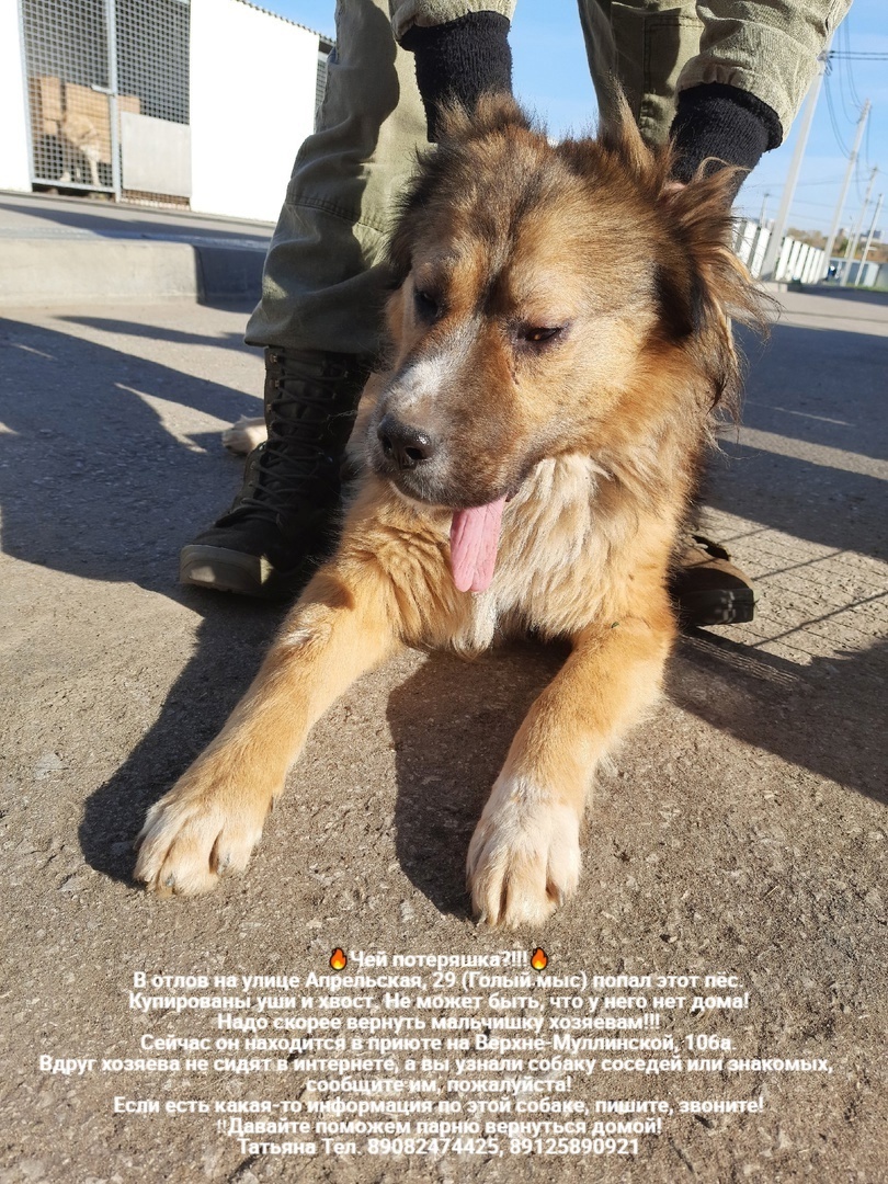 Whose lost animals?!!! All dogs are in the Perm MP catching department - Homeless animals, Volunteering, Overexposure, In good hands, Dog, Lost, Shelter, Kindness, Permian, Care, Longpost, Found a dog