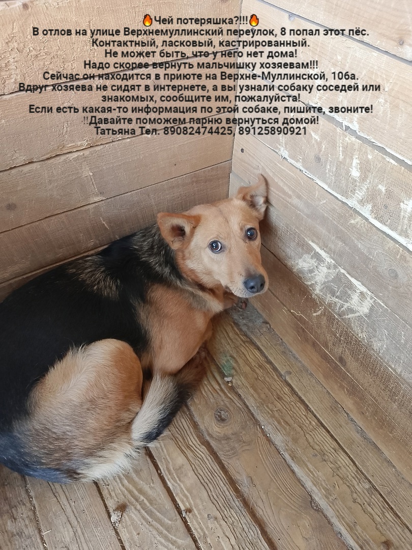 Whose lost animals?!!! All dogs are in the Perm MP catching department - Homeless animals, Volunteering, Overexposure, In good hands, Dog, Lost, Shelter, Kindness, Permian, Care, Longpost, Found a dog