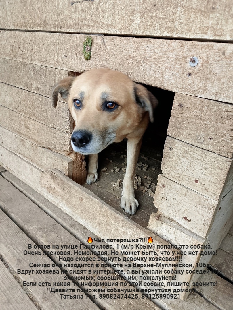 Whose lost animals?!!! All dogs are in the Perm MP catching department - Homeless animals, Volunteering, Overexposure, In good hands, Dog, Lost, Shelter, Kindness, Permian, Care, Longpost, Found a dog