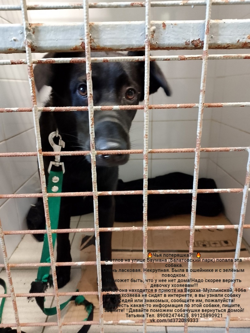 Whose lost animals?!!! All dogs are in the Perm MP catching department - Homeless animals, Volunteering, Overexposure, In good hands, Dog, Lost, Shelter, Kindness, Permian, Care, Longpost, Found a dog