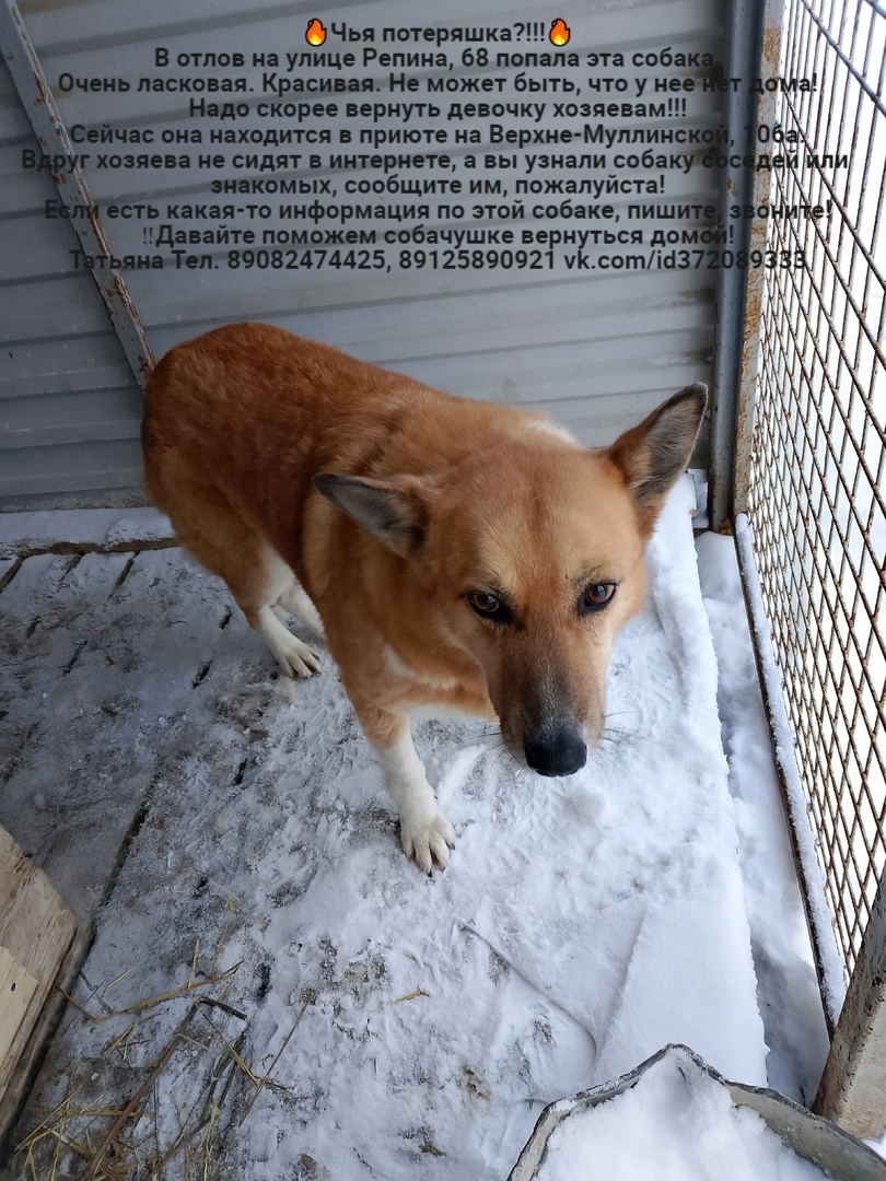 Whose lost animals?!!! All dogs are in the Perm MP catching department - Homeless animals, Volunteering, Overexposure, In good hands, Dog, Lost, Shelter, Kindness, Permian, Care, Longpost, Found a dog