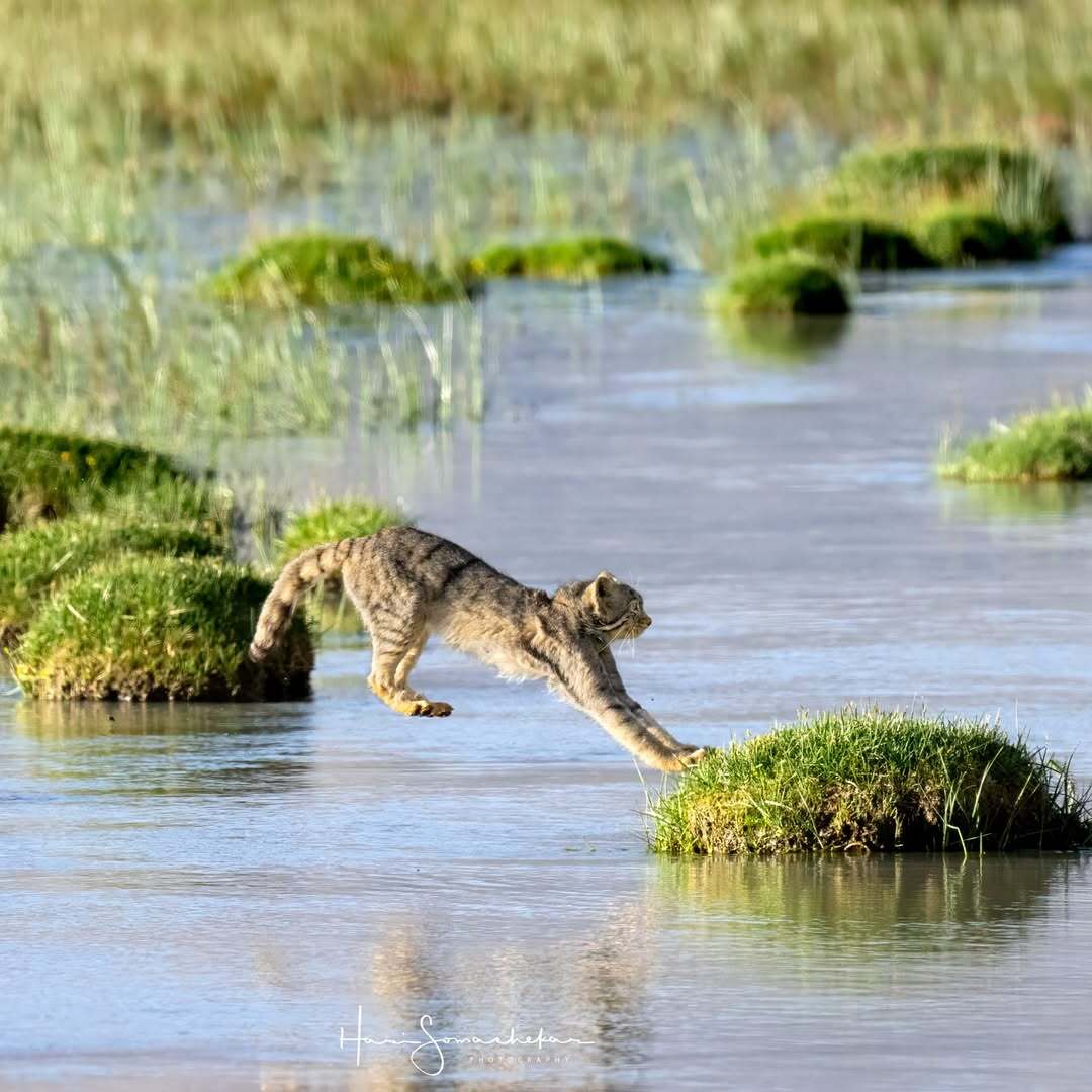 Leap of Faith - Pallas' cat, Small cats, Cat family, Predatory animals, Wild animals, wildlife, Ladakh, India, Bounce, The photo, Longpost