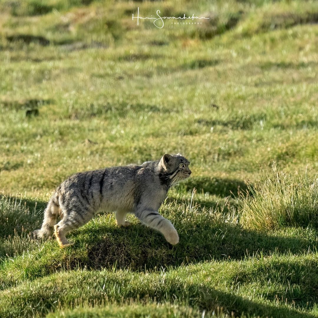 Leap of Faith - Pallas' cat, Small cats, Cat family, Predatory animals, Wild animals, wildlife, Ladakh, India, Bounce, The photo, Longpost