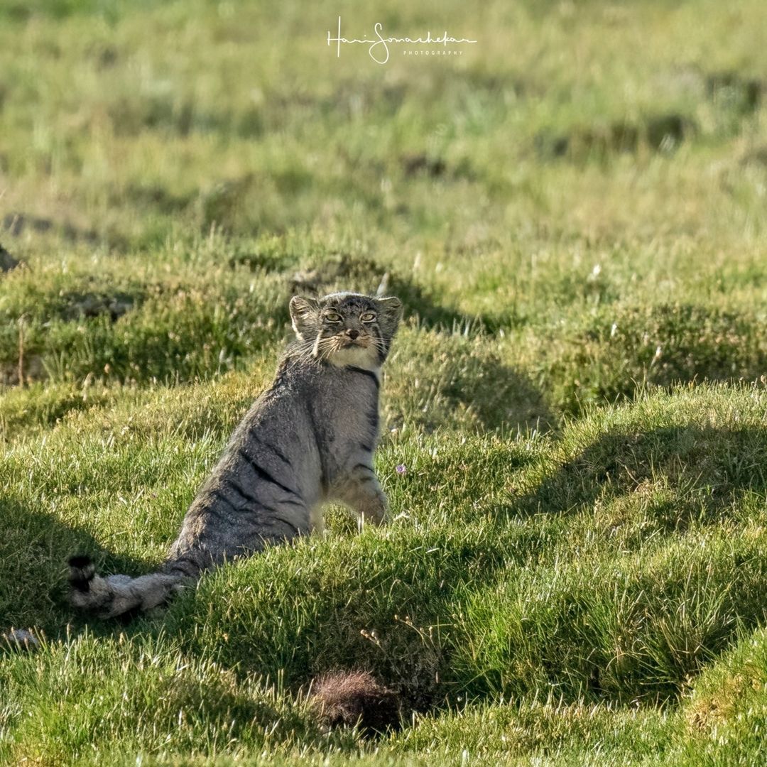 Leap of Faith - Pallas' cat, Small cats, Cat family, Predatory animals, Wild animals, wildlife, Ladakh, India, Bounce, The photo, Longpost