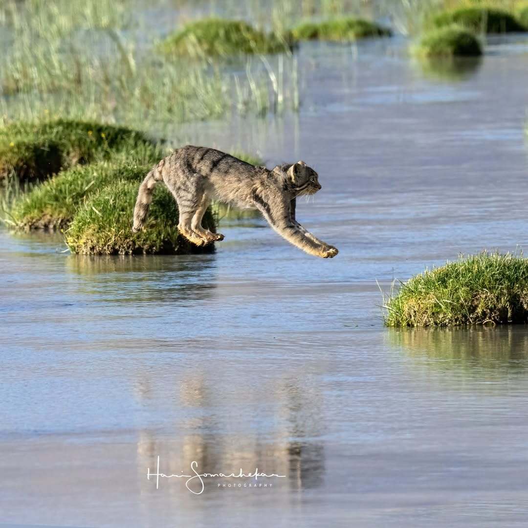 Leap of Faith - Pallas' cat, Small cats, Cat family, Predatory animals, Wild animals, wildlife, Ladakh, India, Bounce, The photo, Longpost