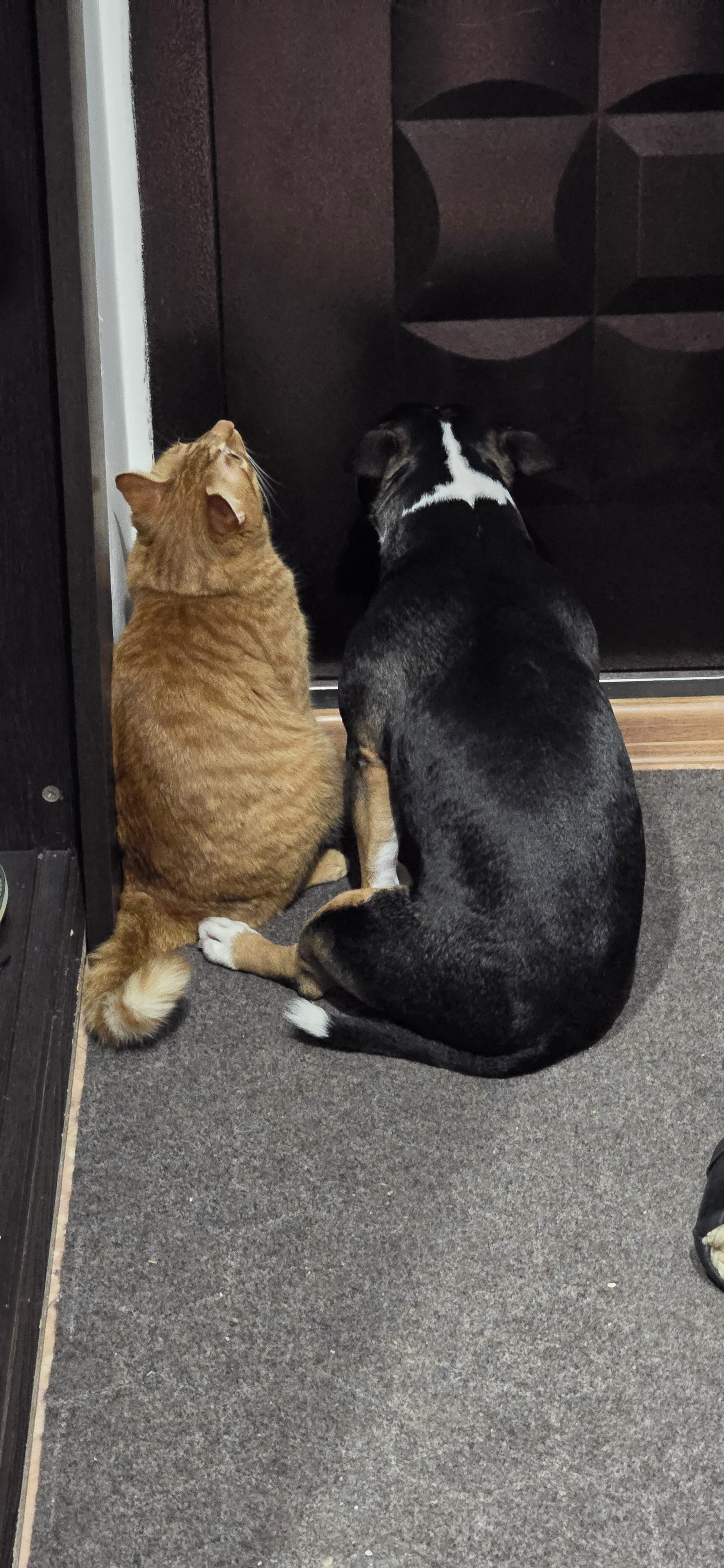 Bun and Cake - My, cat, Dog, Bull terrier, MiniBul terrier, Cats and dogs together, Pets, Longpost