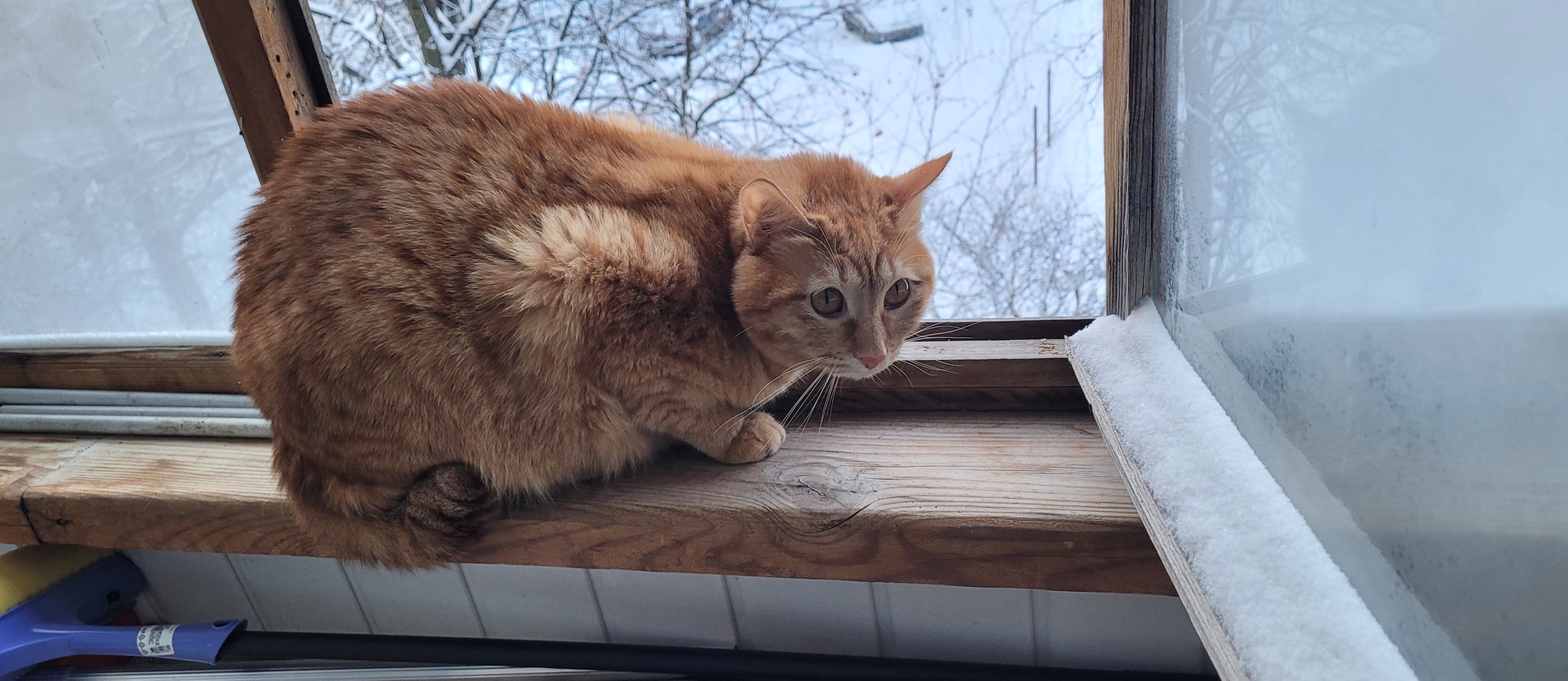 The cat ruffled his feathers from the cold - My, Redheads, cat, Kurilian Bobtail, Mobile photography, Pets