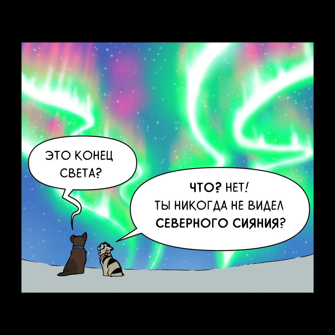 Fox lights - Comics, Pet foolery, Brutus and Pixie, Polar Lights, Longpost