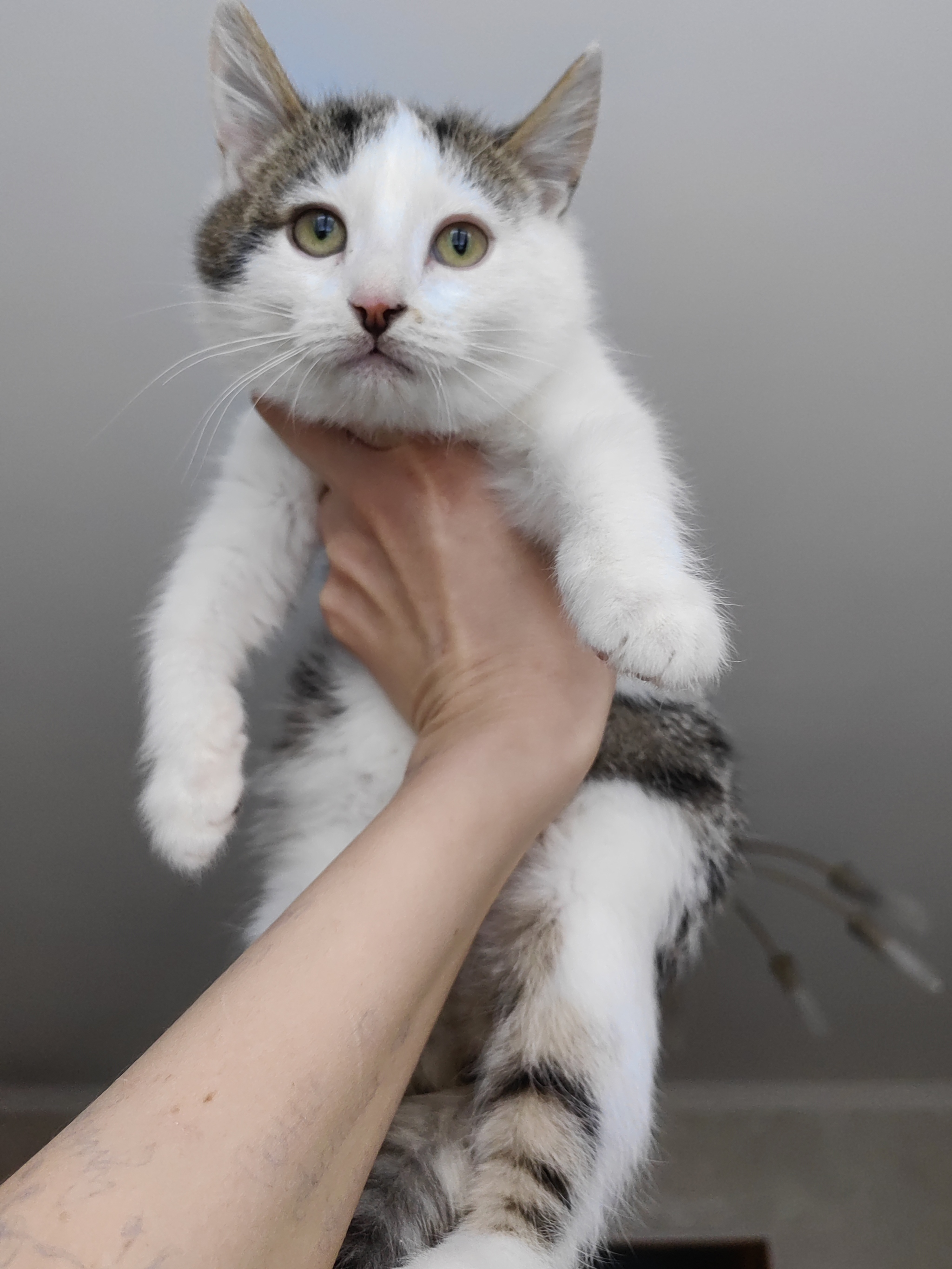 Continuation of the post Kittens are looking for a home. Moscow - My, Overexposure, No rating, In good hands, Homeless animals, cat, Video, Vertical video, Longpost, Reply to post