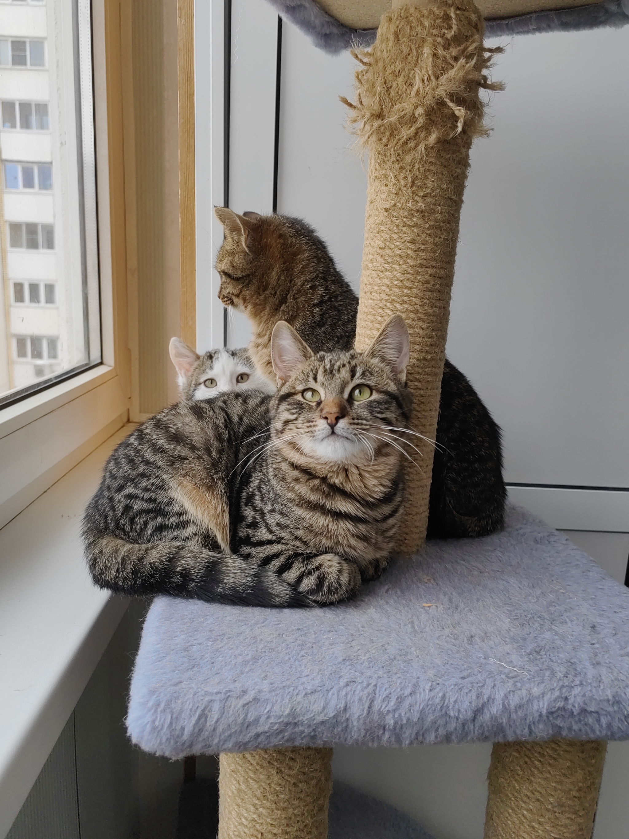 Continuation of the post Kittens are looking for a home. Moscow - My, Overexposure, No rating, In good hands, Homeless animals, cat, Video, Vertical video, Longpost, Reply to post