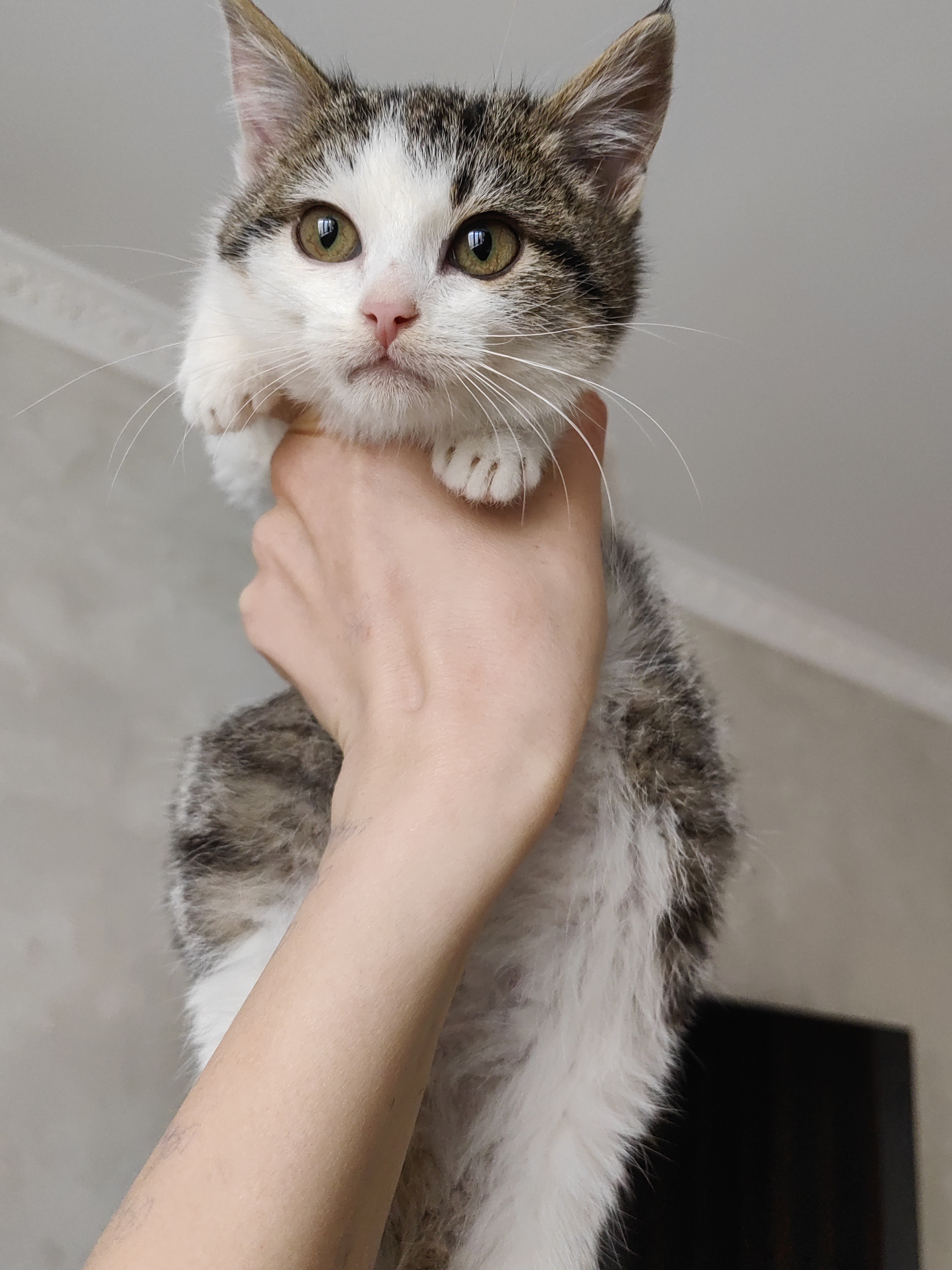 Continuation of the post Kittens are looking for a home. Moscow - My, Overexposure, No rating, In good hands, Homeless animals, cat, Video, Vertical video, Longpost, Reply to post