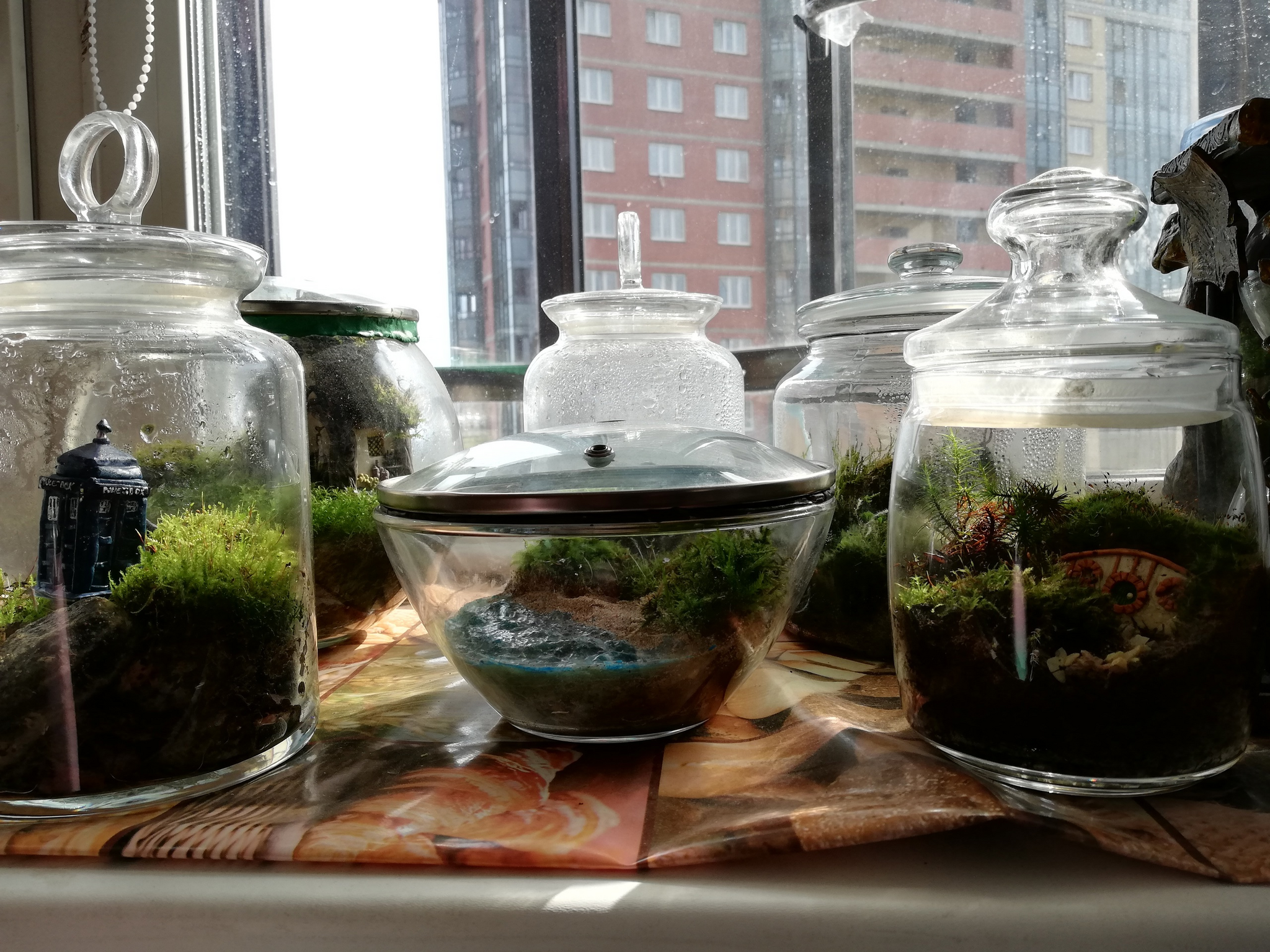 Mossariums with living moss: about one of my hobbies - My, Hobby, Moss, Unusual, Enthusiasm, Longpost