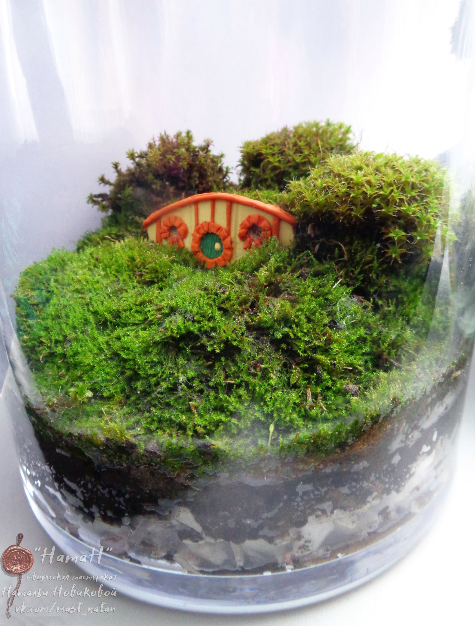 Mossariums with living moss: about one of my hobbies - My, Hobby, Moss, Unusual, Enthusiasm, Longpost